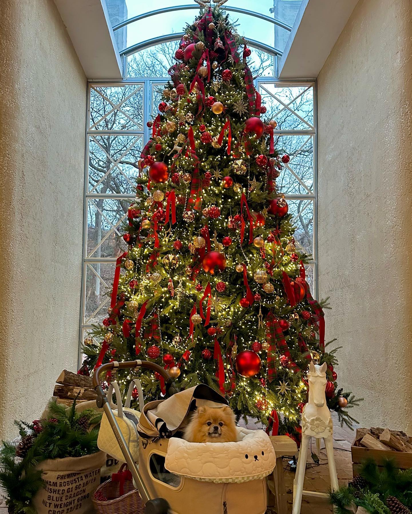 내일은 배띠 생일 🎅🏻🎄
그리고 수술한지 2주 되는 날 !
회복도 잘해주고 털도 너무 잘나고 있는 기특한 우리 딸 ❤️