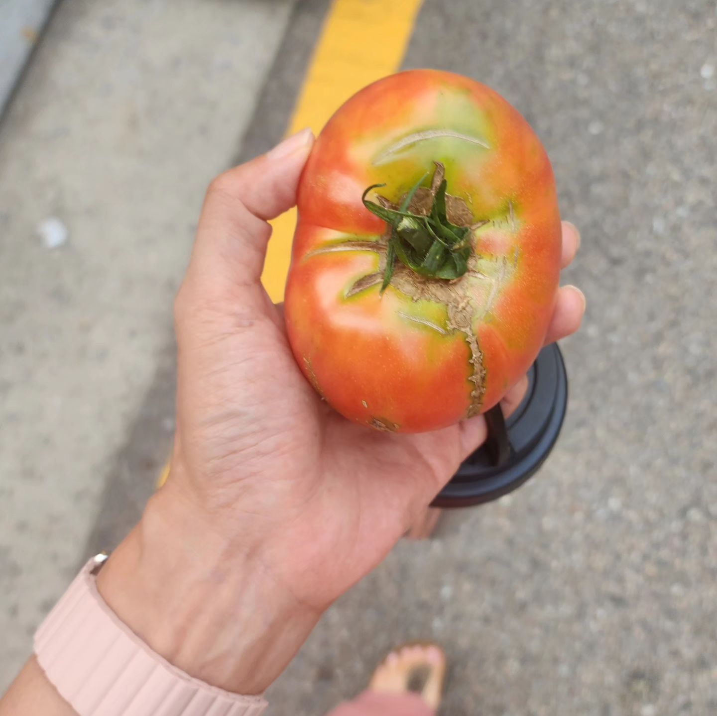 한시간 동안 시간 가는줄 모르고 직접 수확 🍅🌶
너무 재밌네 ㅋ주말농장에 온듯? 
아직 조그만한 콩알같은 참외와 수박 너무 귀엽당 
언제 크지....

#텃밭수확 
#텃밭의묘미 
#맛까지좋아