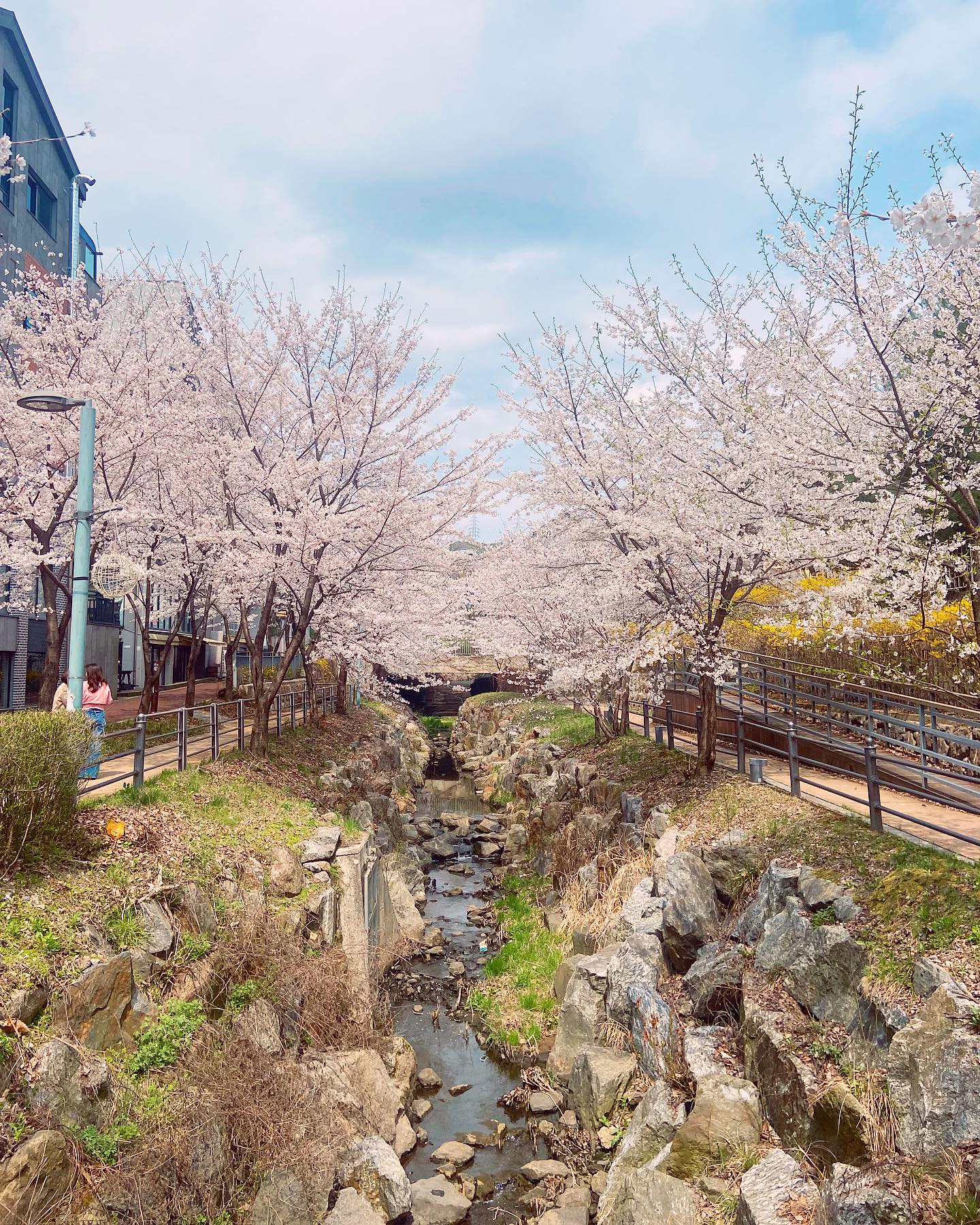 애덜은 집에, 우리는 콧바람🌸
#광교카페거리 #벚꽃
-

#광교 #광교벚꽃 #벚꽃명소 #벚꽃놀이
