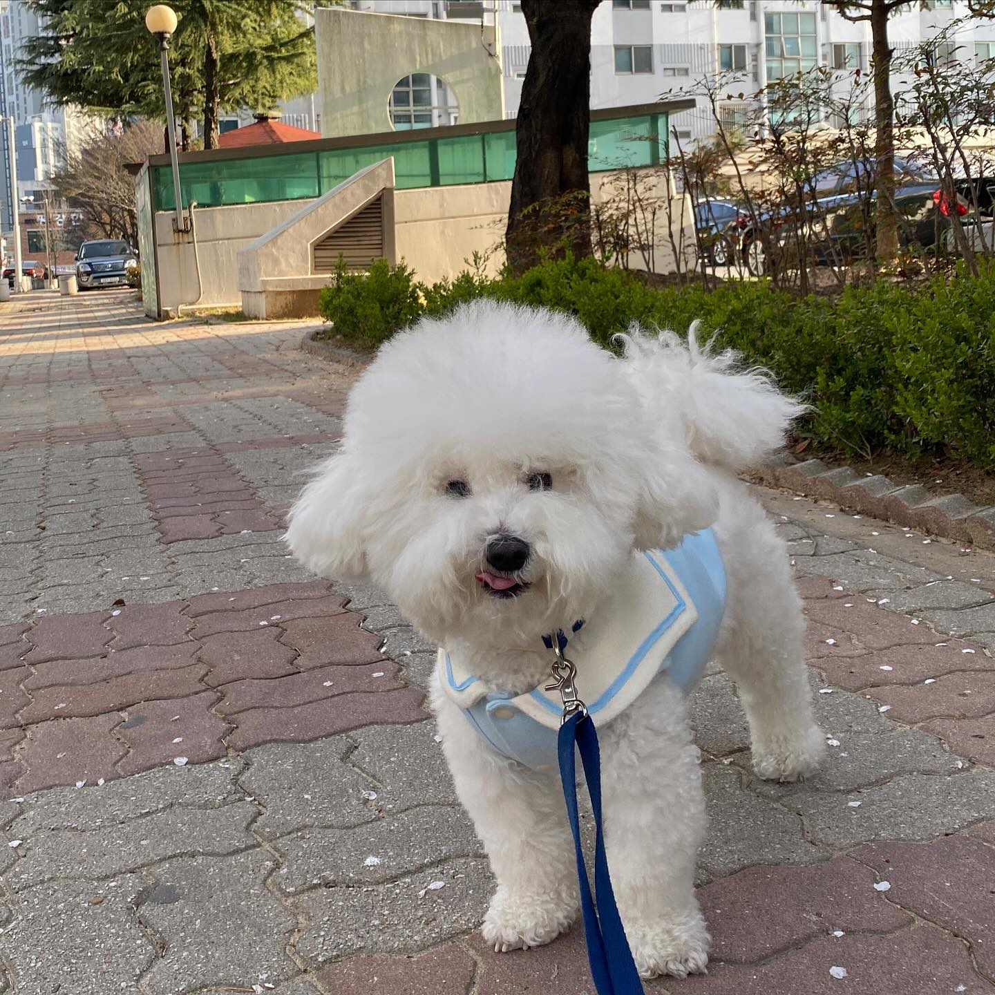눙나 벚꽃이랑 찍어준다매 🙄
벚꽃 어딨냐구 😮‍💨

#비숑 #비숑프리제 #미니비숑 #비숑타임 #댕댕이 #강아지 #강아지모델 #애견  #댕댕이일상 #🐶 #일상 #반려견 #반려견소통 #반려인 #오늘의강아지 #dog #こいぬ #애견동반 #애견동반카페 #애견카페 #강아지동반 #산책 #비숑미용