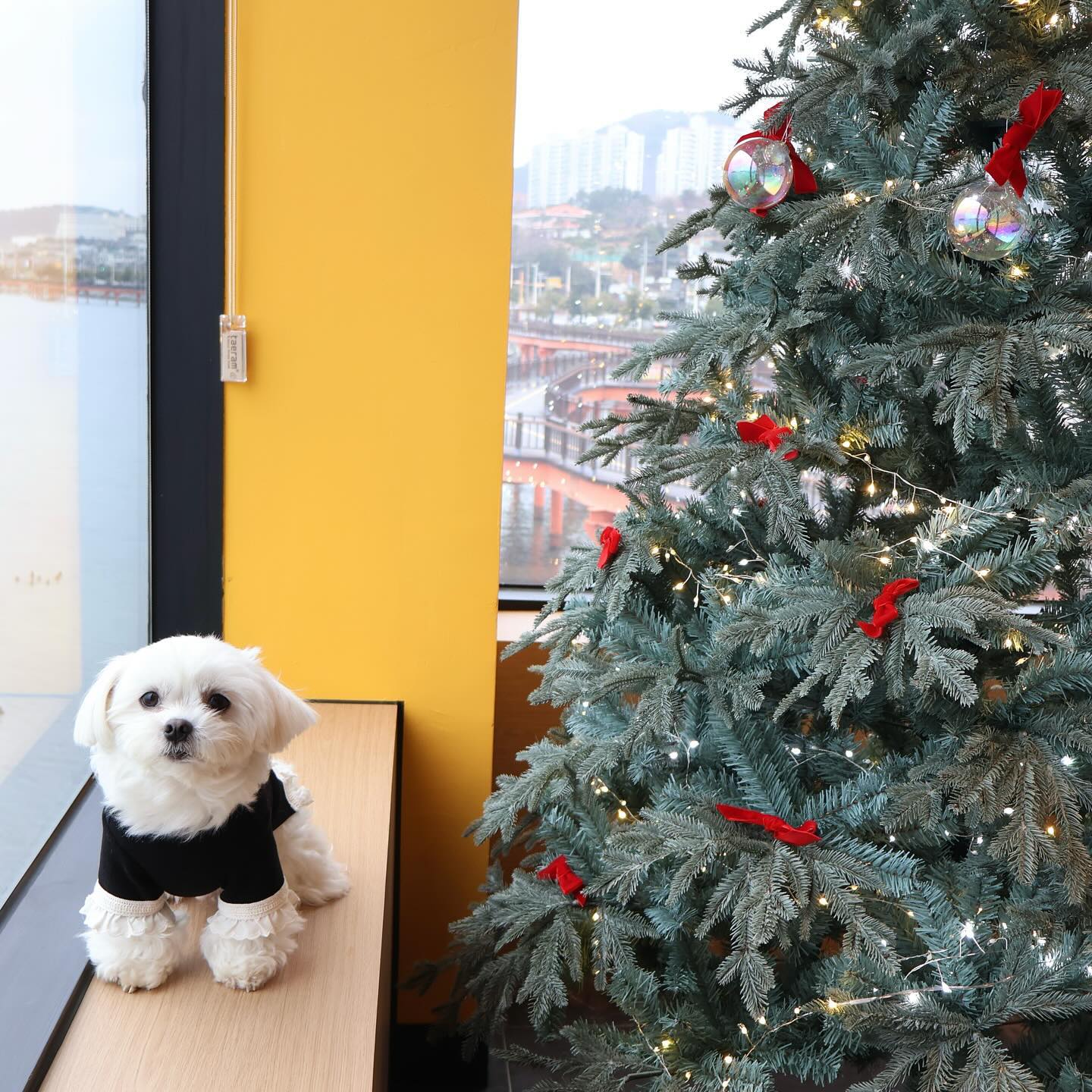 #짱아in 여수

여수갔을때엥😝
1월에도 트리가 뚜둥🎄

바다와 트리 조합도 최공🫶

.
#maltese#말티즈#좋아요#강아지협찬#협찬문의디엠#강아지용품#강아지제품협찬#강아지모델#강아지#모델강아지#귀여운강아지#협찬디엠#여행강아지#반려견동반#강아지용품#협찬환영#협찬dm#선팔맞팔#dog#instadog#데일리#펫스타그램 #instadaily #반려견 #반려동물#디엠환영 #dm #펫스타그램 #여수#여수반려견동반