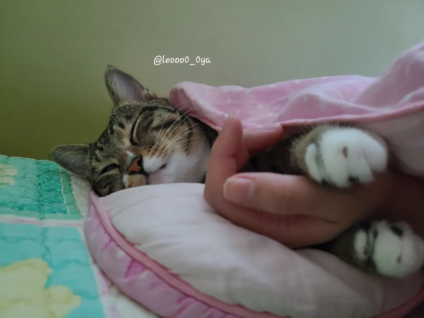 언니 속 꼭 잡고 자는 사랑둥이💜
미치겠다 진짜...(집사 기절)
.
.
.
.
#집사기절 #언니손꼭잡고 #쿨쿨 #사랑해아가 #고양이스타그램 #고양이레오씨 #귀여워 #반려묘그램 #묘델 #코숏 #집사일상 #소통해요 #미묘냥자랑 #레오그램 #고양이는사랑입니다 #집사스타그램 #lovelycat #catstagram #mylovelycat