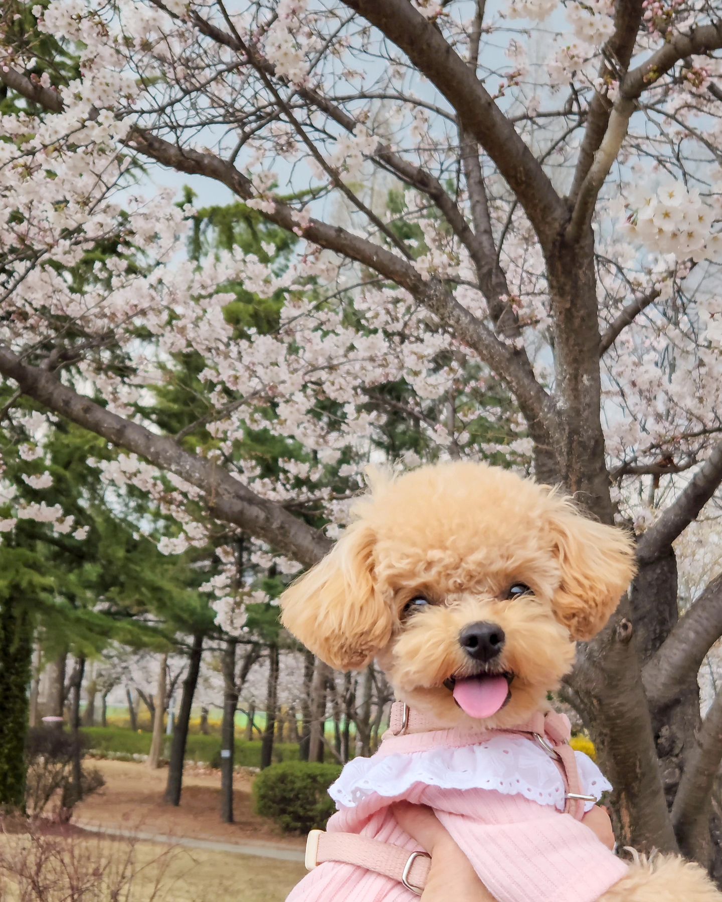 😍 .

우래기랑 벚꽃노리 🌸 .

꽃보다 예쁜 내새끼 🩷 .

.
.

#애견스타그램 #멍스타그램 #반려견
#댕댕이 #호두 #말티푸 #멍팔 #반려가족
#강아지 #강아지일상  #호두일상 #꽃개
#오늘의강아지 #doggy #doglife #instadog #maltipoo #cutedog #dogstagram #벚꽃 #벚꽃놀이
#말티푸그램 #petstagram #like
#인천맘 #연수벚꽃길 #인천벚꽃 #동인천 #신포동 #댕스플라워케이크