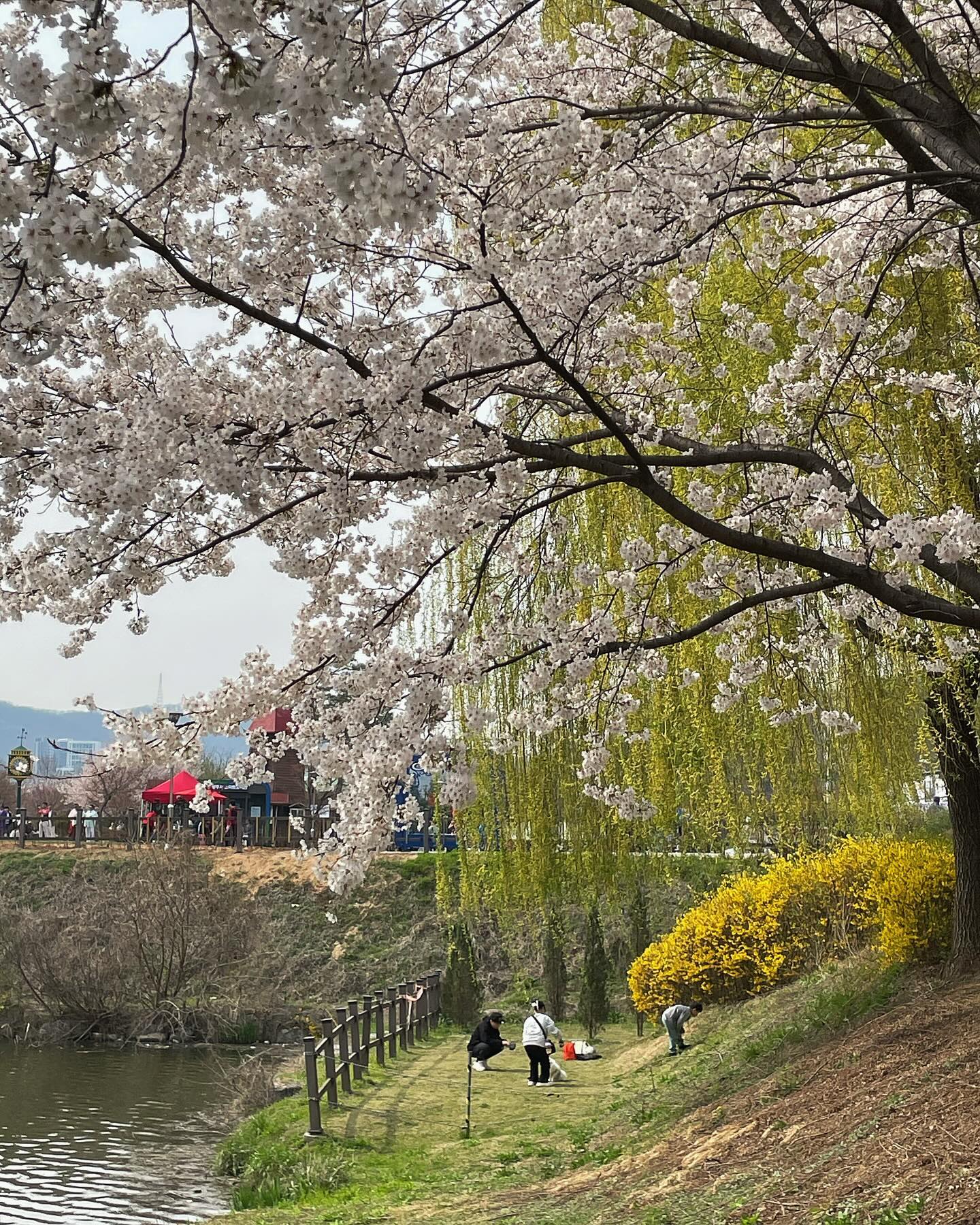 이제는 봄이 참 짧게 느껴진다,,
꽃을 볼 수 있는 시간도 참 짧은 것 같다
그러니, 볼 수 있을 때 많이 봐두자🌸🤍
아름다운 모든 것들을!