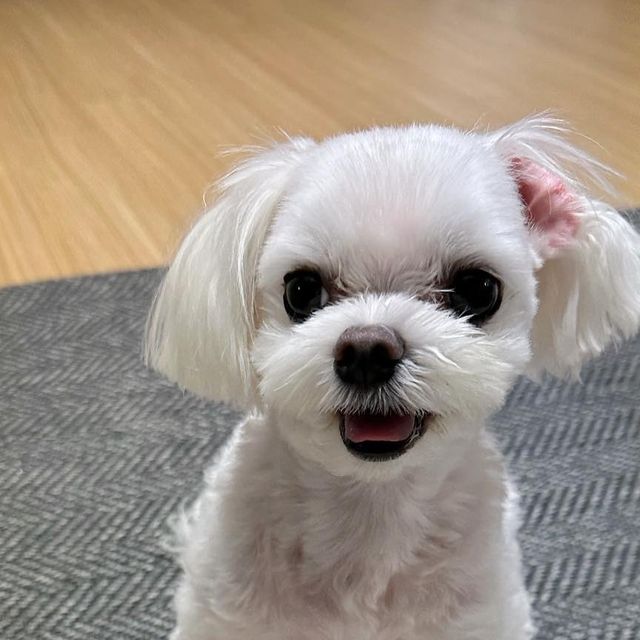 @mong2love on Instagram: ". #광고 💛오늘,간식 체험후기 로얄펫라이프에서 간식을 보내줘서 오리믹스4종을 맛볼수있었습니다🤗 원물 위주로 만들어진 건강한 간식, 국제표준규격을 준수하는 공