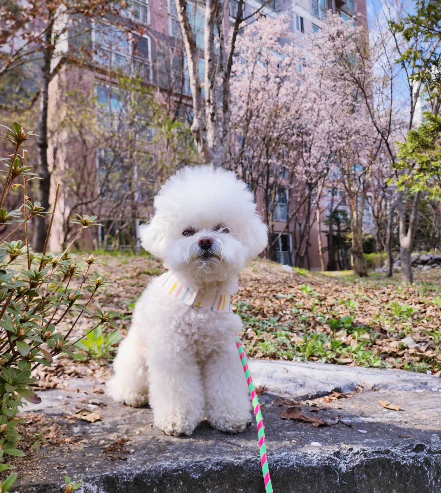 (토토생각)
요즘 누나들이 꽃만 보면 사진 찍어주겠다는데 귀찮아 죽겠어요.
난 연기 못한다!
그만좀 하면 안되겠니?
🥱🫠😑😮‍💨