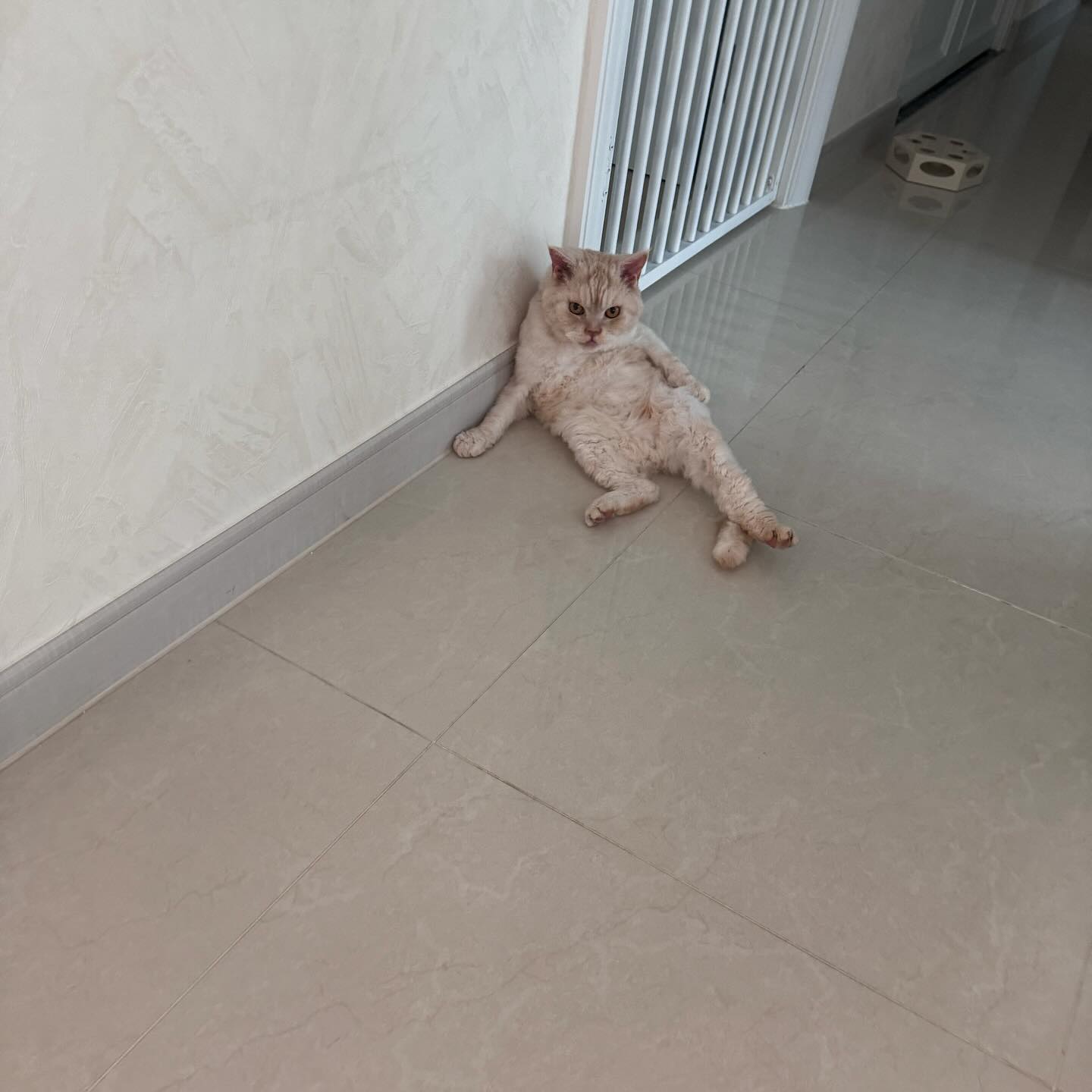 콩이 아재...🤣
자세예술이네 증맬🤪

#개그냥이 #고양이힐링 #고양이는사랑입니다 #고양이는가족입니다🐈