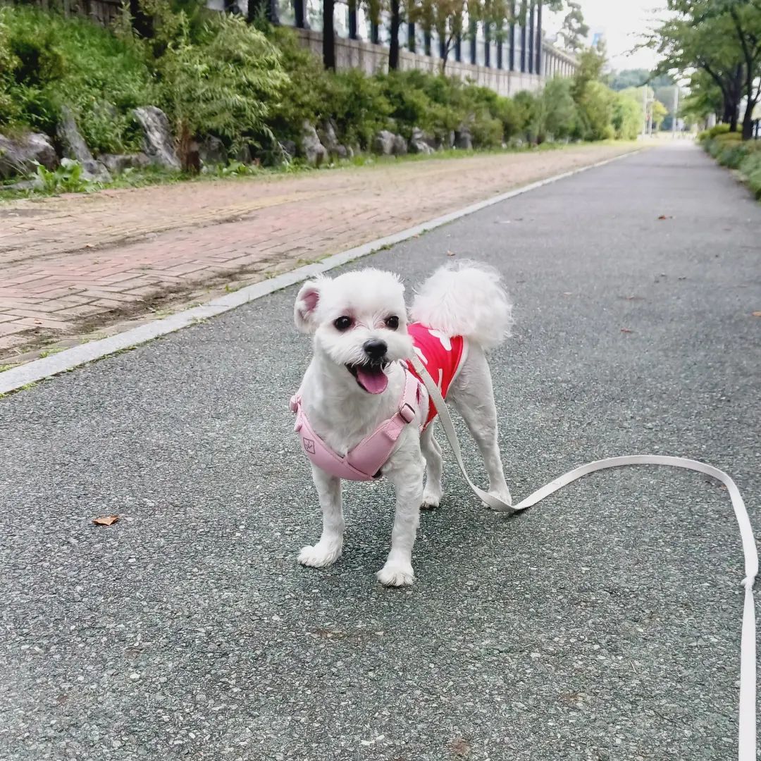 가을 그리고 주말산책♡
시원한 바람이 시작되는구나
주말은 빠지지않고 꼭! 산책하기
두부의 환한 웃음이
참 좋다.
일상이 조용한 요즘 행복하다.

#개 #개린이그램 #가을 #주말 #산책 
#환한웃음 #행복하자아프지말고