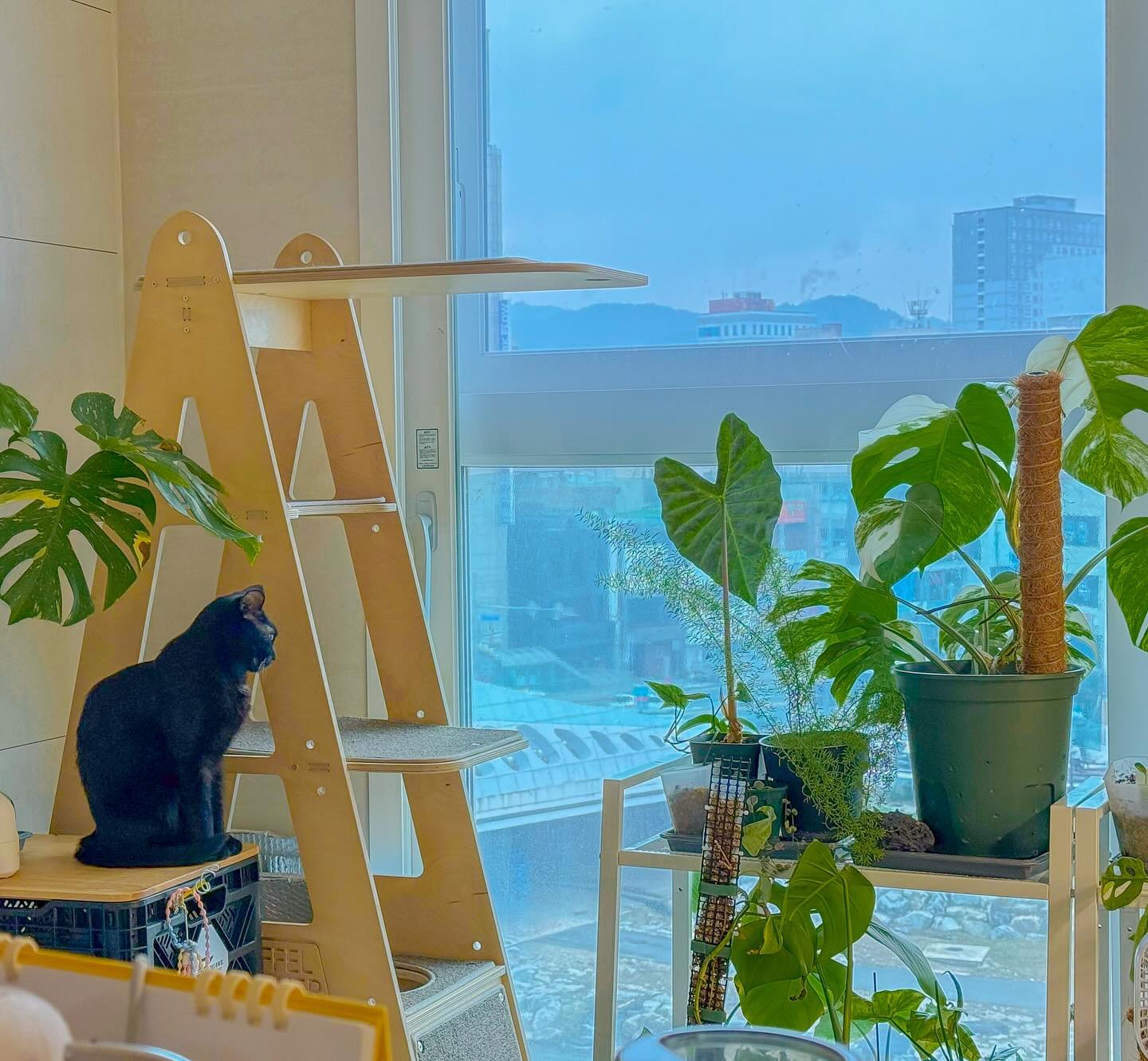 우리 후추 너무 완벽한 고양이 자태🖤

#집 #거실 #검정고양이 #점심에문득