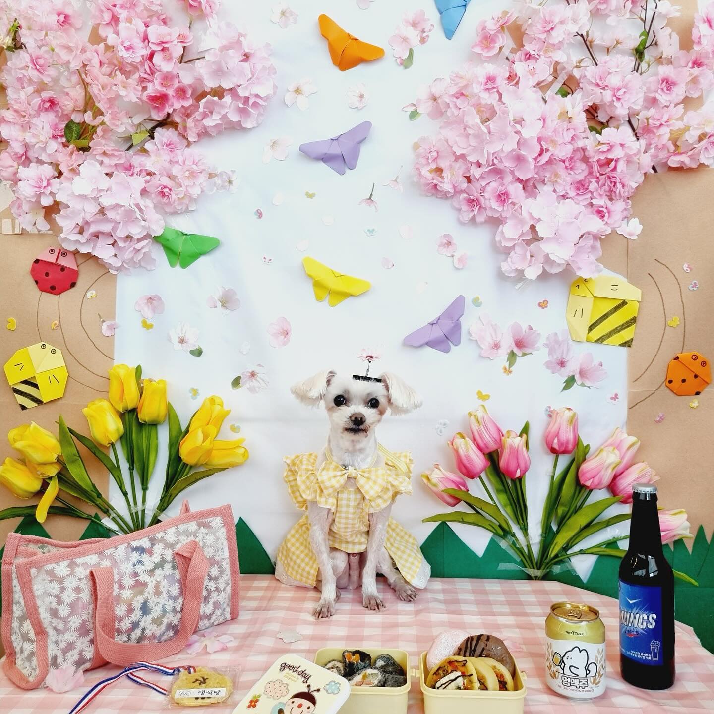 유치원에서 꽃놀이 했어용🐶🌸
자꾸 왕자님🌶️ 인데 공주옷 입혀서 미안
동생태어나면 멋쟁이옷 입혀줄게 참아🥲
#멍멍아학교가자 #흰동이