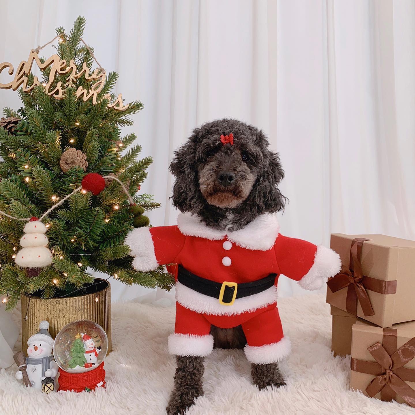 ෆ⸒⸒
 
우리집에서 크리스마스 가장 먼저
시작한 아이🎄
 
털 좀 더 깍아서 보낼걸 그랬나″̮
 
건강하게 오래 같이 살자🐶