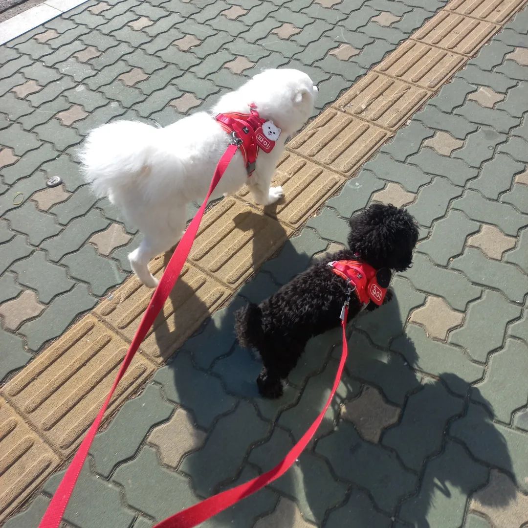 🌞🐕🐕💞