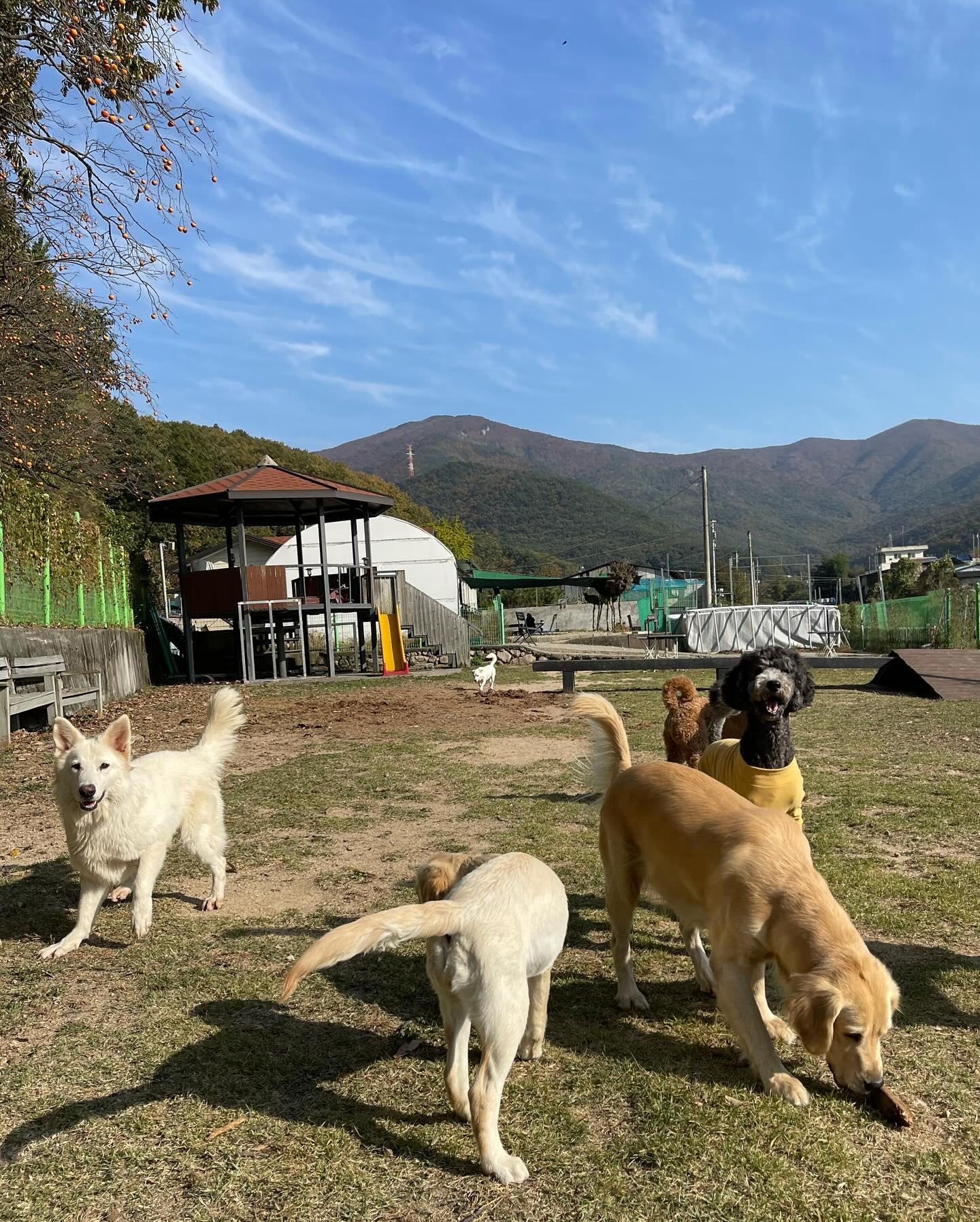 210610 #개아들 #아들 권히뽀
오직 대형견들만있는 #울산대형견호텔
ulsan_doggie_house 에 뛰뛰하러갔다왔어요 ✌🏻
_
유앤펫+퍼피갤러리 30%할인 / 라찌 20%할인⭐️
✔️라찌는 5장부터 업체주문 받아주심ㅠ
✔️부가세 10%별도 
✔️7만원 미만 택배비 4,000원
✔️공구기간 언- 제- 나!
✔️초기 구매금액 & 장수 정해져있지않음
✔️의류 외 모든 물건 가능 :) [쿠션,하네스..그 외]
✔️자수라인중에 제외건 몇건 있을수있음
🧚‍♀️ 구매 문의는 디엠으로 언제든지 연락주세요ㅎㅎ
_
#standardpoodle #standardsilverpoodle
#cotondetulear #cotone #꼬동 #꼬동드툴레아
#꼬똥드툴레아 #꼬똥스타그램 #스탠다드푸들 #스탠푸
#개모델 #대형견협찬 #협찬 #협찬문의 #엠버서더
#협찬환영 #협찬디엠 #멍팔맞팔 #멍팔
#개아들램 #개딸램 #반려동물 #반려견 #가족 #반려가족
#버리지마세요 #버리지마세요끝까지책임지세요