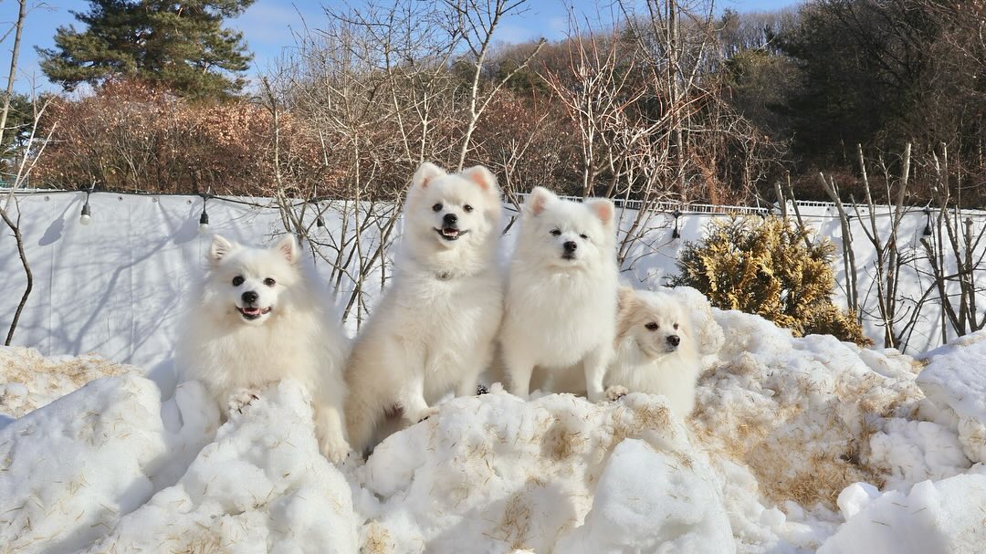 포천에 나타난 북극곰 네마리🐻‍❄️