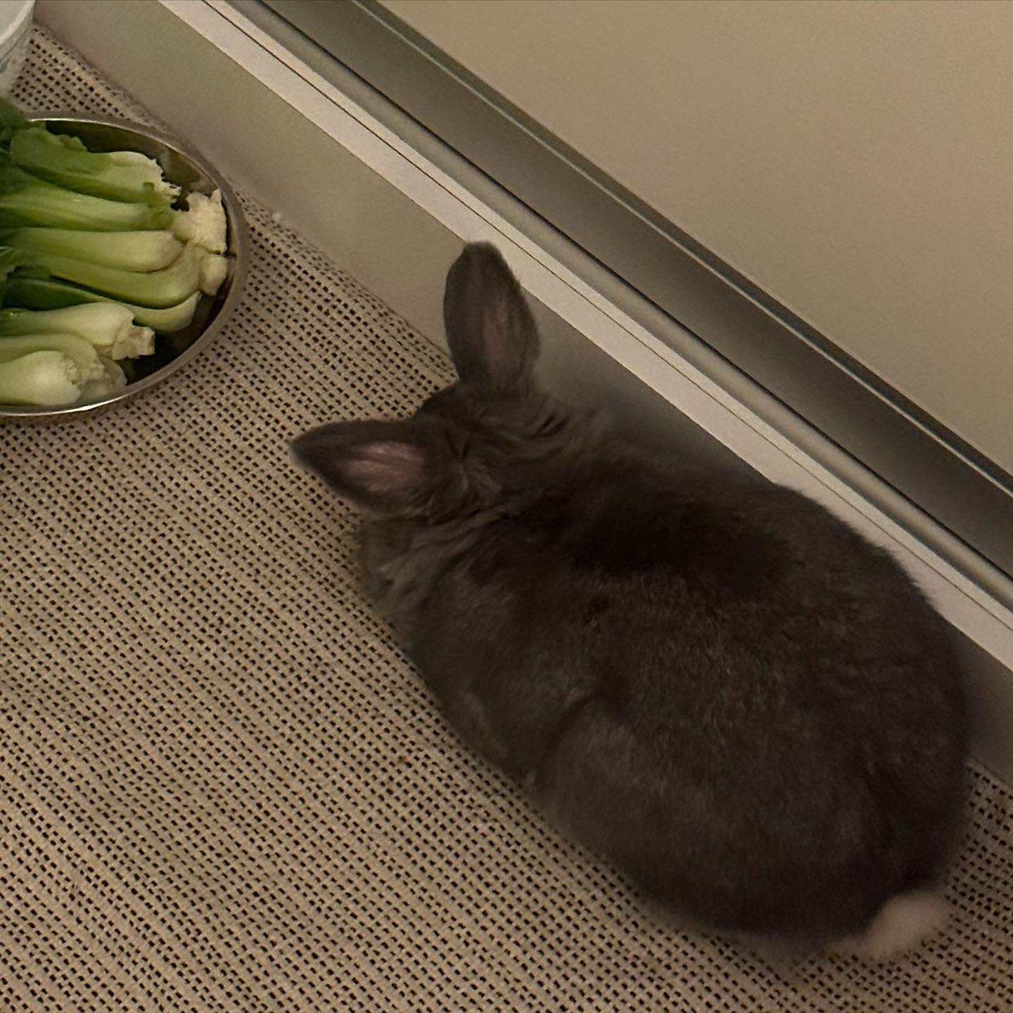 Another post to admire the beauty of TOTO 🤍😘🐰 #rabbit #bunny #cuttestrabbitever