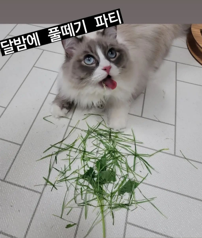[입맛 까다로운 고양이 간식 1탄] 동결건조 캣그라스 추천 "풀떼기" 리뷰 (내돈내산)