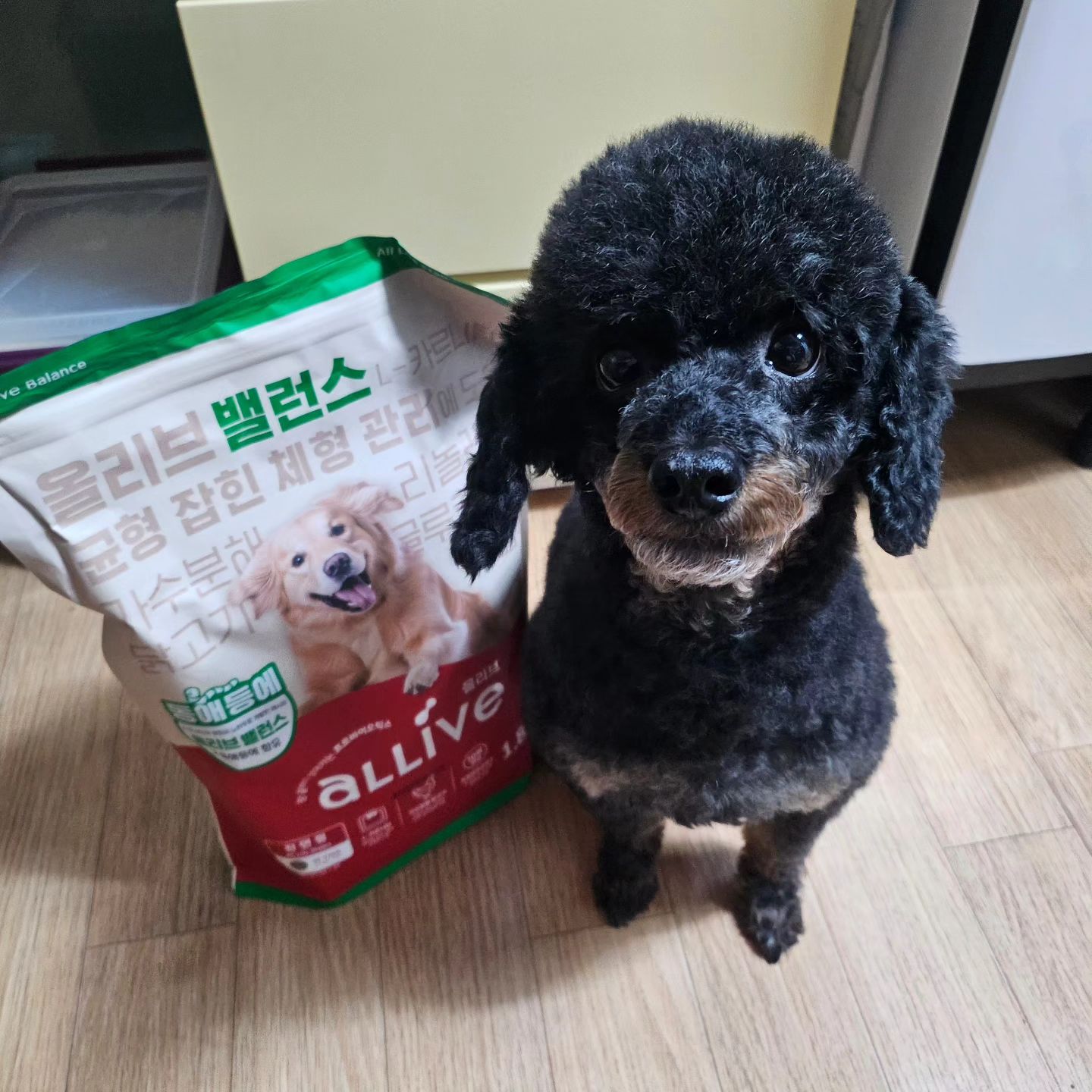 #제품협찬

까탈스러운 콩이 입맛도 사로잡은 사료~ #올리브밸런스 
콩이가 원래 소프트사료만 먹는데 소프트사료가 아닌데도 잘 먹는 사료에요~! 
코박고 먹는 사료!!
체중관리와 관절강화에 장건강케어 알레르기케어 등등 강아지를 위해서 만든사료라는게 느껴지고 콩이한테 딱 맞는 사료라 만족하며 잘 먹이고 있어요!!

.

.

#어바웃펫 #올리브사료 #장건강사료 #코박쾌변 #체중관리사료 #관절강화사료 #알러지케어사료 #강아지사료 #강아지사료추천 #펫스타그램 #강아지스타그램 #멍팔맞팔 #멍스타그램 #푸들스타그램
#1217_하나