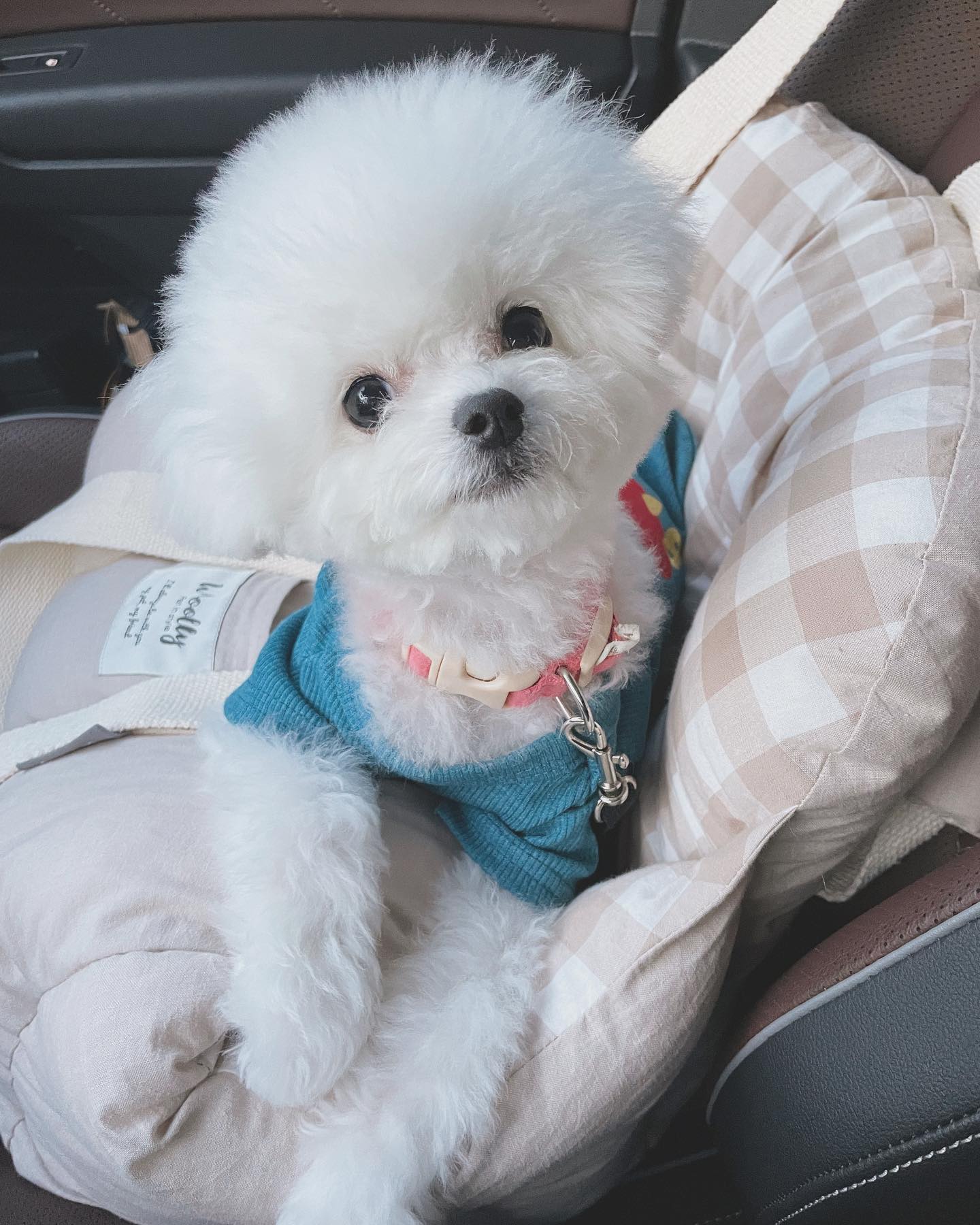 나 미용했다멍🐾

이쁘냐멍🐶❤️