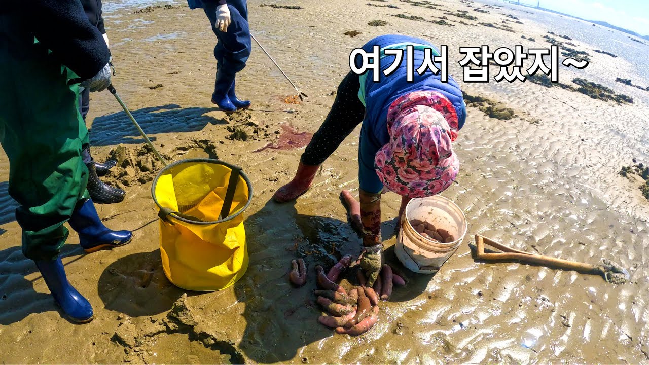 [태안 안면도 바람아래 해수욕장 해루질] 초보자도 만통한다는 성지!! 해루질 첫입문자 다녀와봤습니다 / 낙지 참소라 개불등.. 출몰지