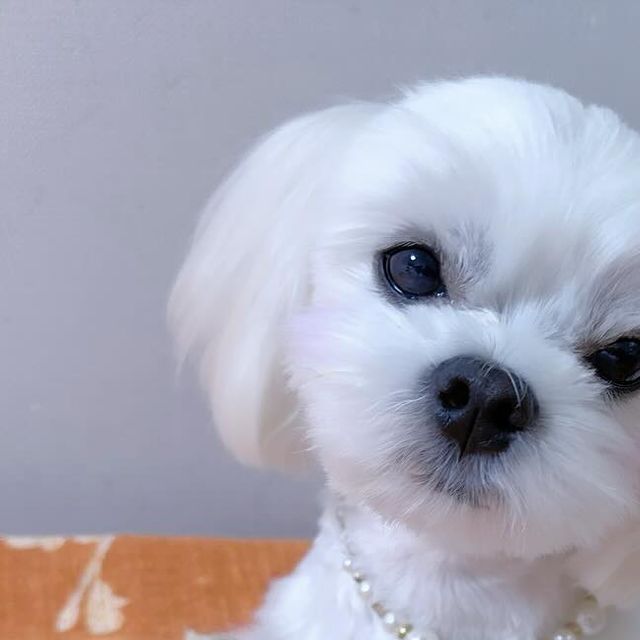 @_amcer0908 on Instagram: "#협찬 애기때 부터 필수 장난감 우드스틱🪈 100%커피나무로 만들어 알러지❌칼로리❌카페인❌ 췌장염 걱정없이 안심하고 급여가능한게 장점✔️ 이리저리 물고 뜯으면
