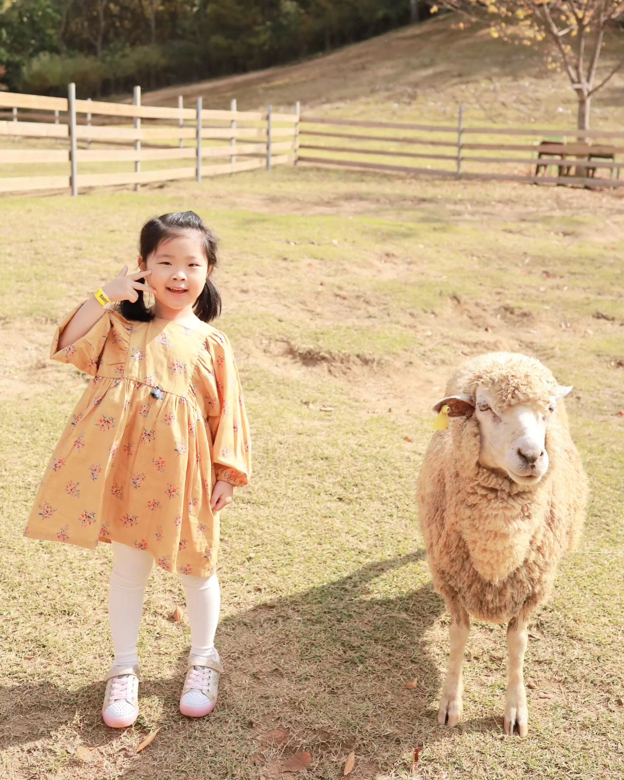 .
.
.
#홍천여행💕 #휘바핀란드양떼목장🐏