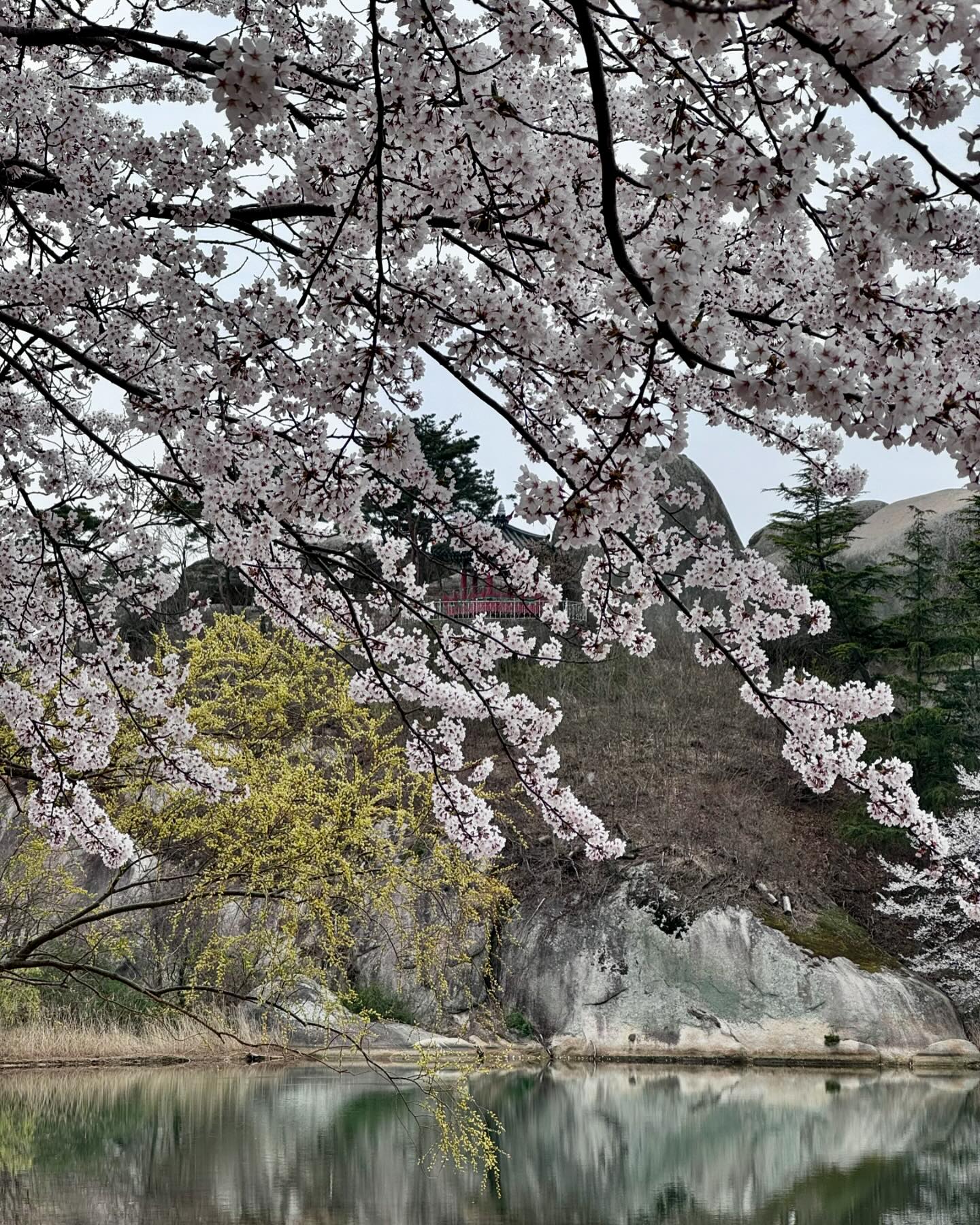 앞으로 벚꽃축제는 영.랑.호🩷