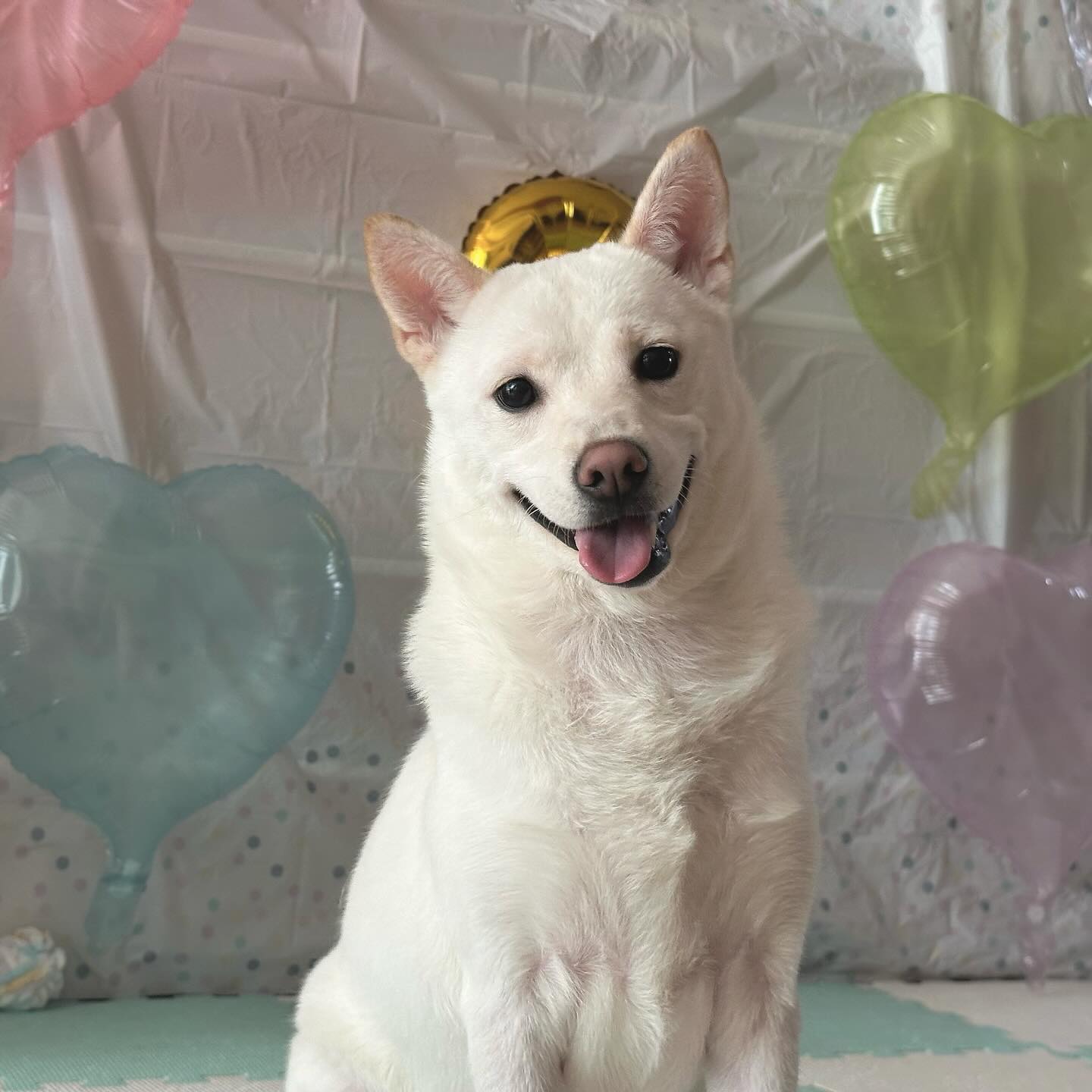 🐚마법의 내 강아지 2살을 축하하며 ~ 운동장 빌려서 계속 뛰뛰하고도 집와서 풍선으로 뚜쉬뚜쉬 중 🩵 에너지가 넘쳐