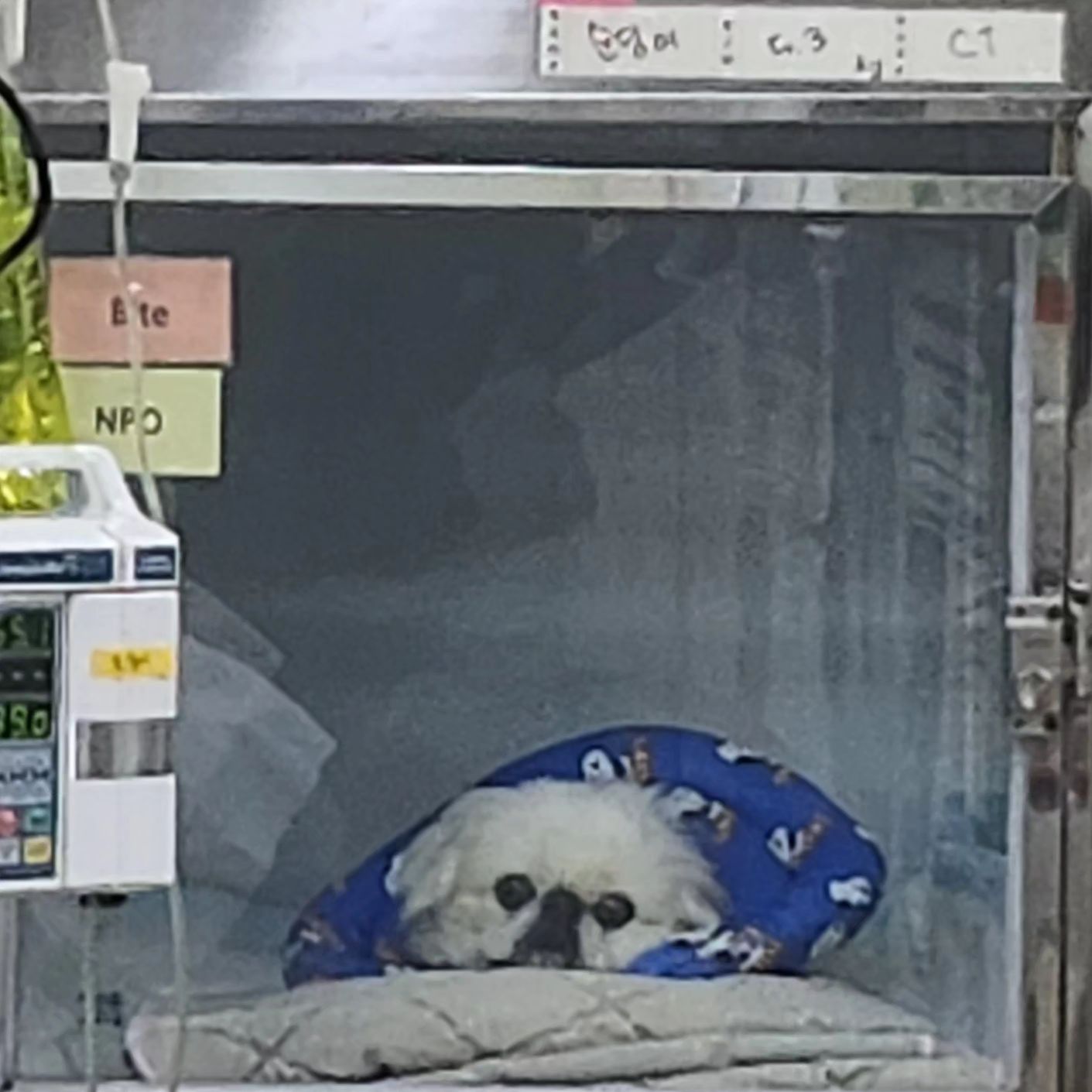 어제 약처방받아왔는데
통증이 더 심해져서
오늘 입원

힘이 하나도 없는 아이
수술하다가 사망할 수도 있다고

오늘 시티찍다가 호흡이 멈췄다고
깨어나다가 또 멈줘서 산소주입했다는데

수술한지 얼마 안되서 또 수술..
이제 나이도 있는 순딩이

넘 아파하니 안할수도 없고
수술이 꼭 필요한 경우라하시니 
근데 위험한 부위라고
계속 강조를 하신다.

하지만 아직 아무일도 일어나지않았다.
일어나지도 않은일을 염려하지말자.

혼자서 이겨내고있을 아이생각에 맘이 무겁다.

엄마가 보고있는데도 힘이 하나도없고
움직임도 없고
꼬리조차 흔들지를 못하네.

그래도 선생님들이 맘을 많이 써주시는게 느껴져서 늘 감사하다.

그리고 아이를 늘 최선을 다해서 돌봐주시고
참 이뻐해주시는게 느껴져서 감사하다.