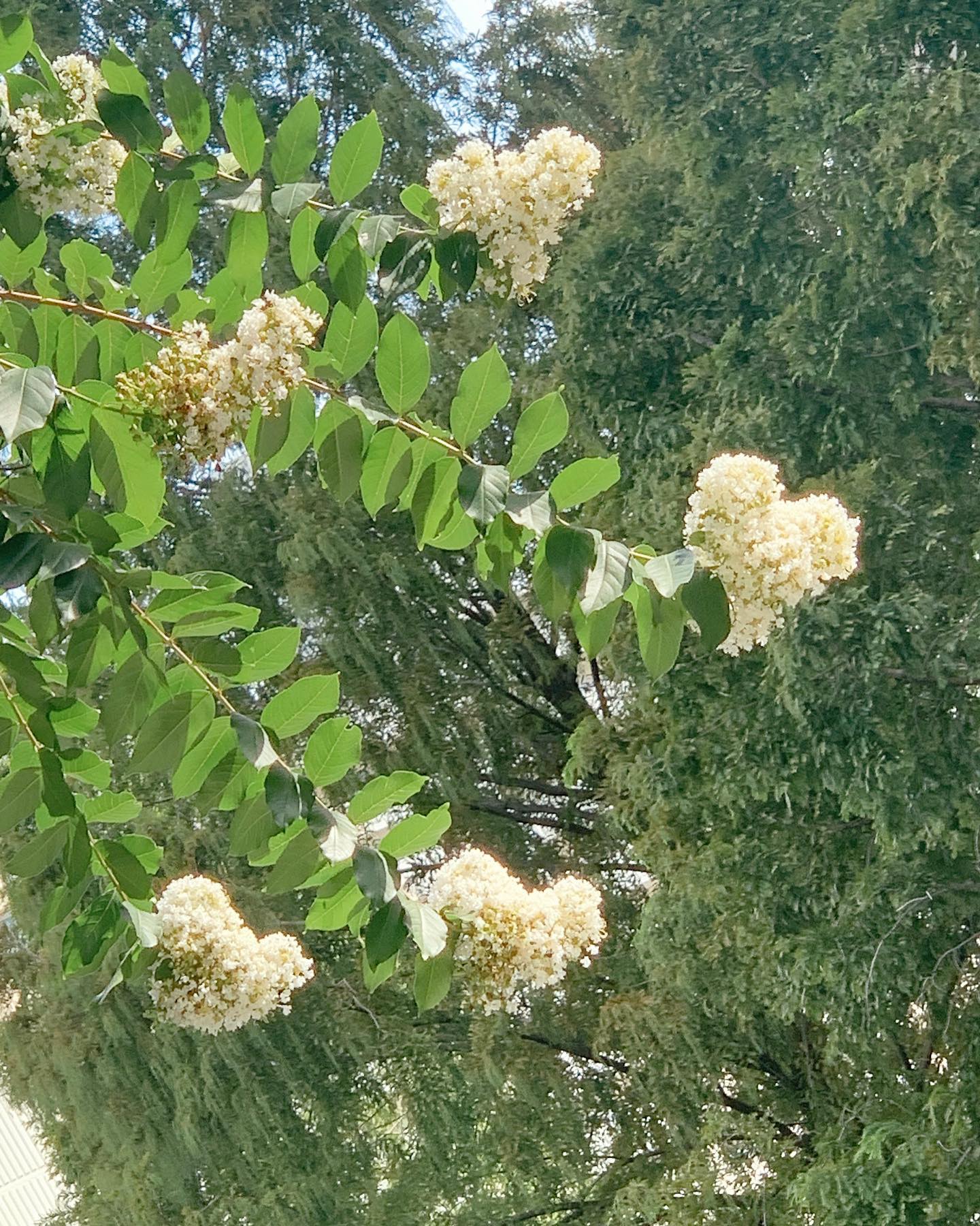 대롱대롱 하트 나무 🌳🤍