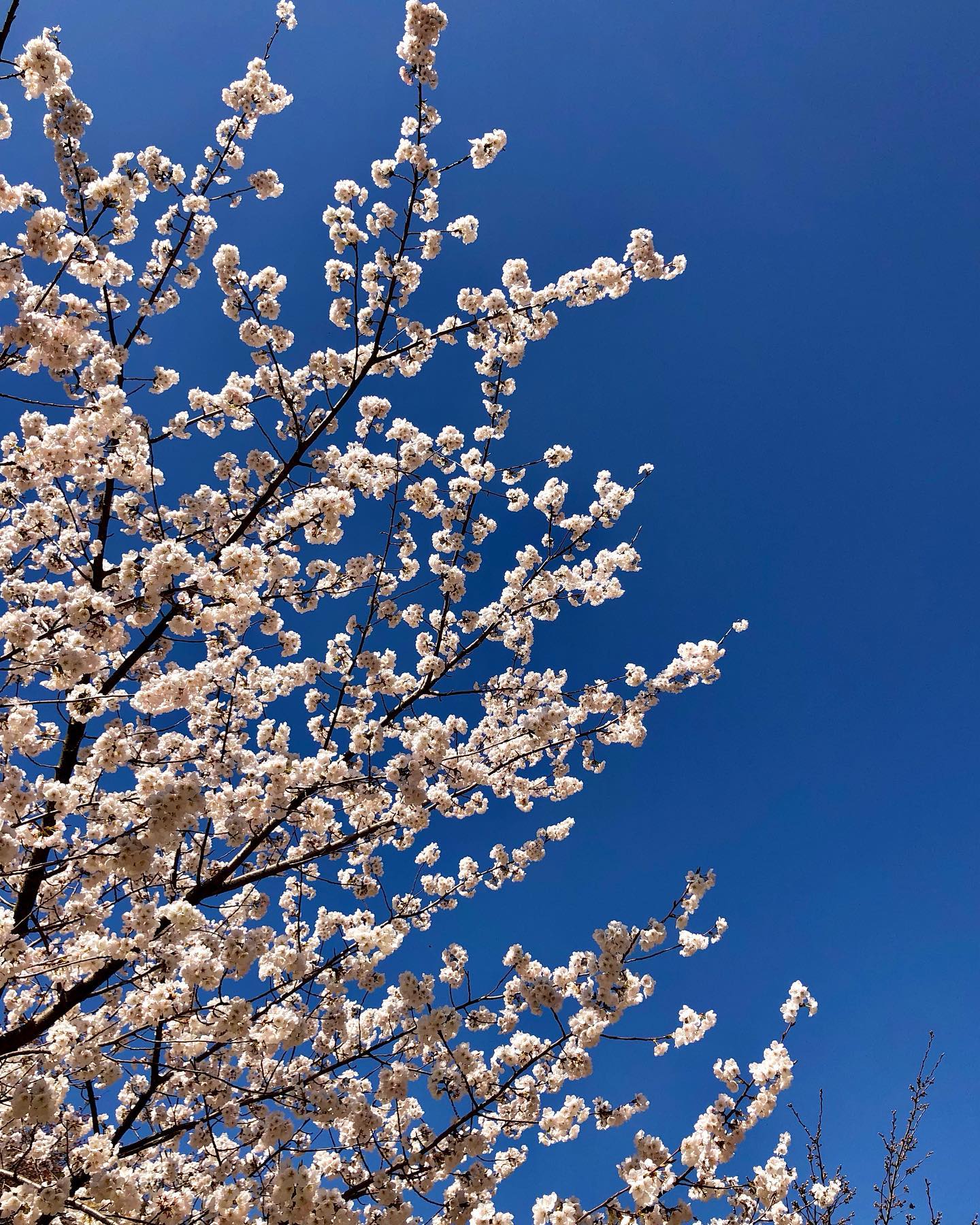 점점 피어나는 벚꽃 보는 재미로 사는 중,,🌸
