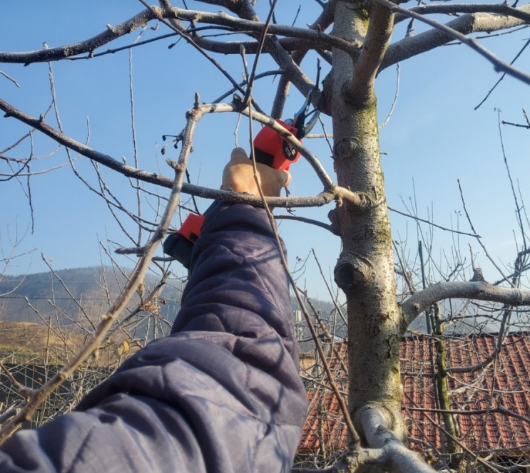 사과 전지가위 CANLIDI 무선 충전 전동가위로 편하게