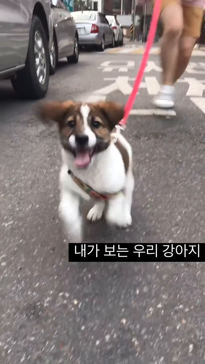 언제나 우리 눈에는 아가같은 코코
