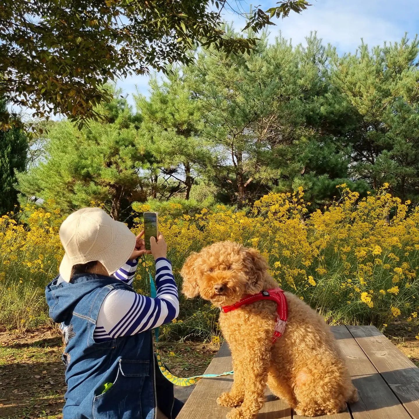 .
7살 생일에도 산책은 빠질 수 없지~~

#푸들 #털찐벼리 #hbd #반려견그램 #반려견일상