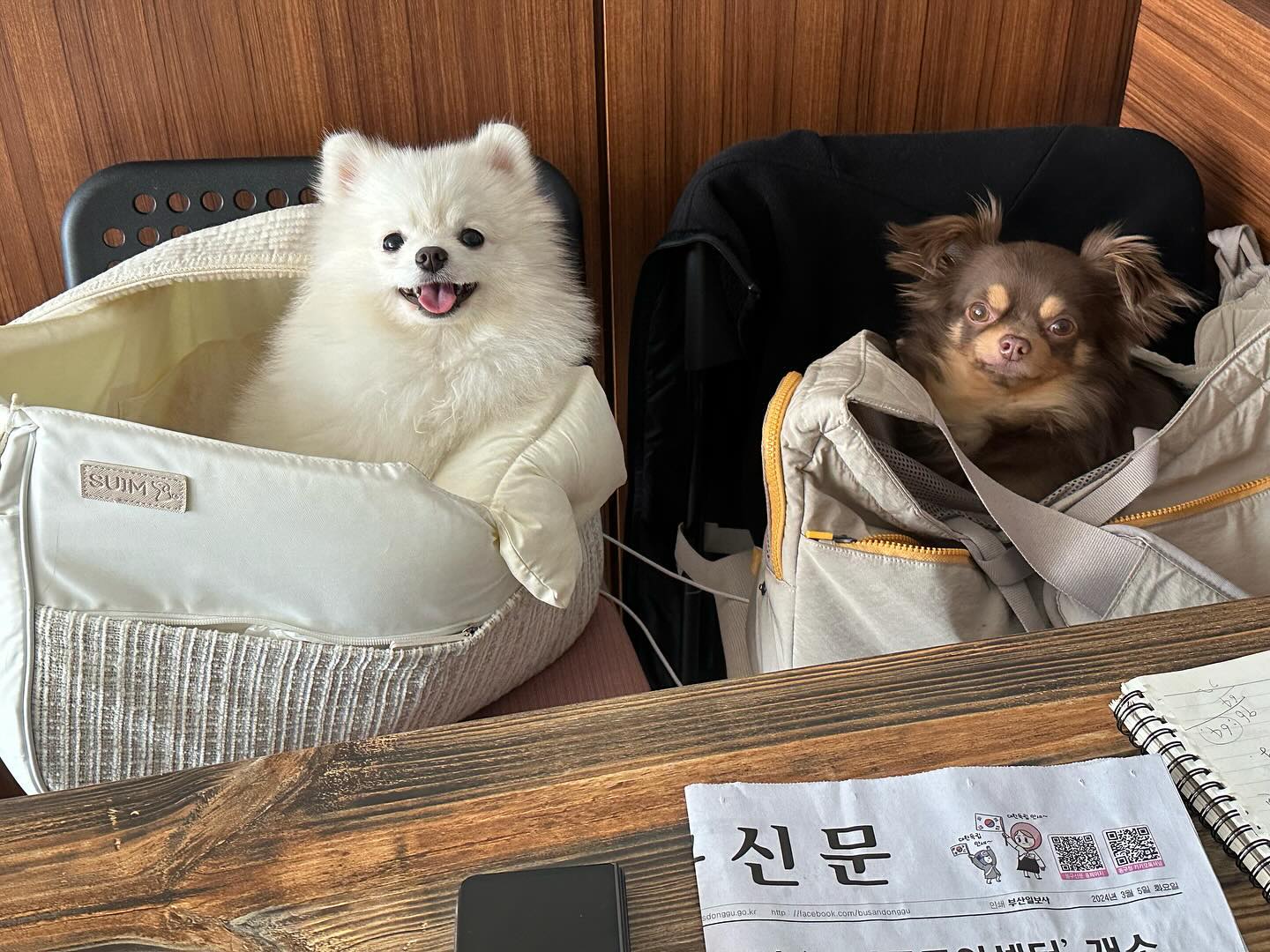 엄마빠 일하는곳 따라왔는데 이게모람?
엄빠가 우리보고 그지똥개같다나 뭐라나ㅋㅋㅋ
한동안 같이 다닐거라고 방석사주겠뎅~~ 오예 ᕕ( ᐛ )ᕗ