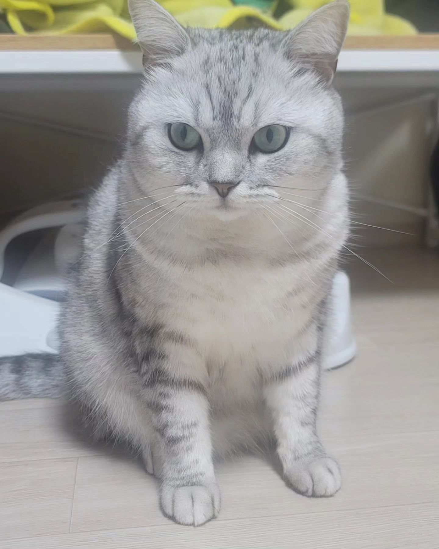 아빠랑만 같이 있고
엄마눈은 
계속 피하는 앵심이
ㆍ
ㆍ
ㆍ
섭섭하네잉
ㆍ
ㆍ
ㆍ
#이웃 #냥집사스타그램
#팔로워 #고양이 #고양이그램
#냥 #cat