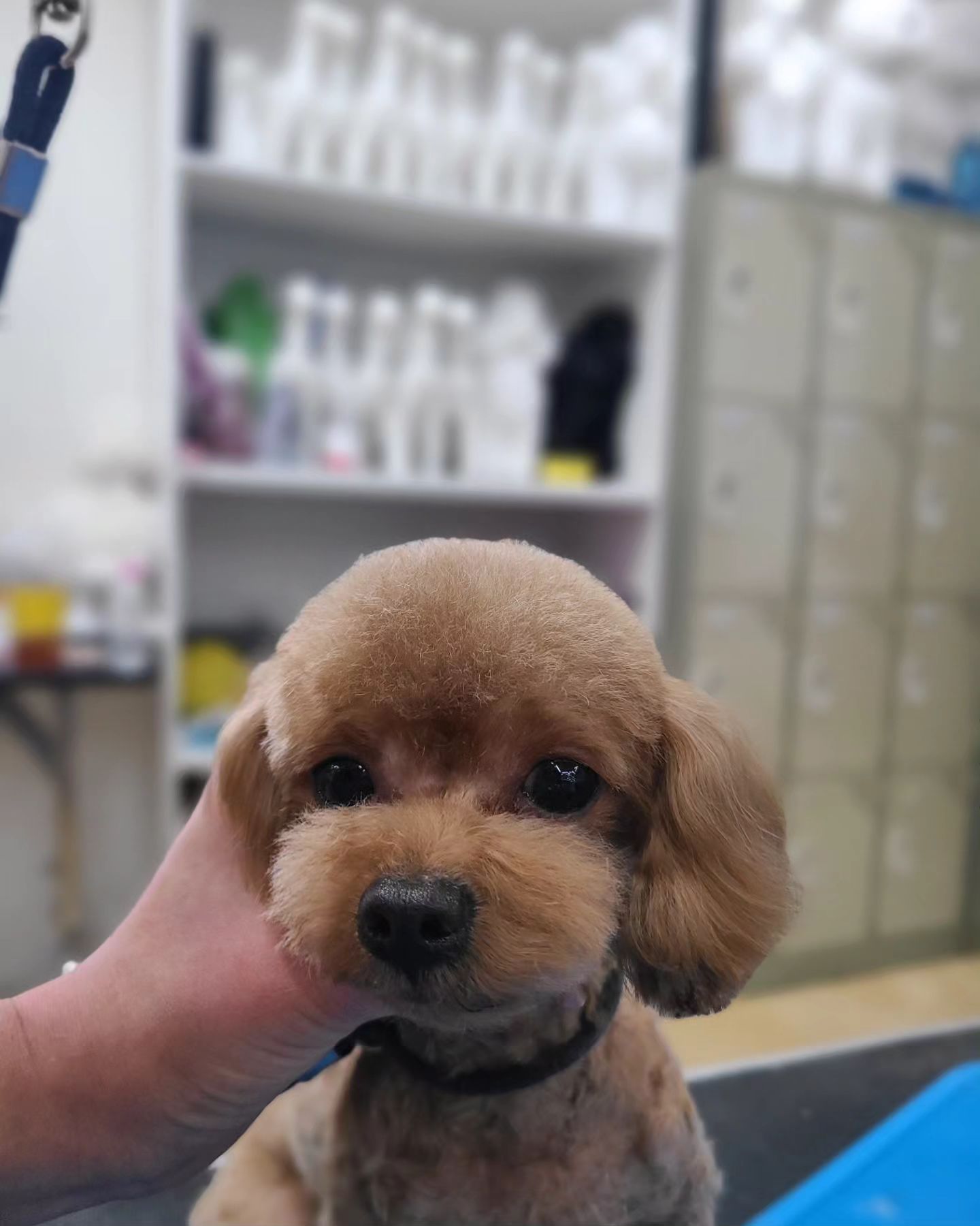 #양주애견미용학원
#원장직강
.
실견 실습 🐶
3~4개월차 
3급 자격증 준비하시는분들의 얼굴컷트 🙊
기초부터 탄탄하게 ! 견종별 얼굴컷트와 스포팅 및 길이별 몸 클리핑까지 
필드에서 필요한 미용 위주 수업을 3급과정부터 배울 수 있습니다
전 과정 펫미용 위주 실견수업으로 진행됩니다 🤗
.
 ✔️ 자격증 준비기간 동안에도 실무수업/펫미용 수업을 함께 진행합니다
✔️ 소수정예 1:1 개별수업으로 진행됩니다 
.
#원장님직강 #김형종교수님
#개인지도 #실견수업학원
#애견미용사자격증
.
#애견미용사2급 #애견미용사3급
#의정부애견미용학원 #동두천애견미용학원 #포천애견미용학원 #파주애견미용학원
#애견미용학원 #애견연맹 
#개인교습 #애견미용개인교습 #대형견미용
#꿈나무애견미용실 #양주애견미용 #펫미용학원 #펫미용