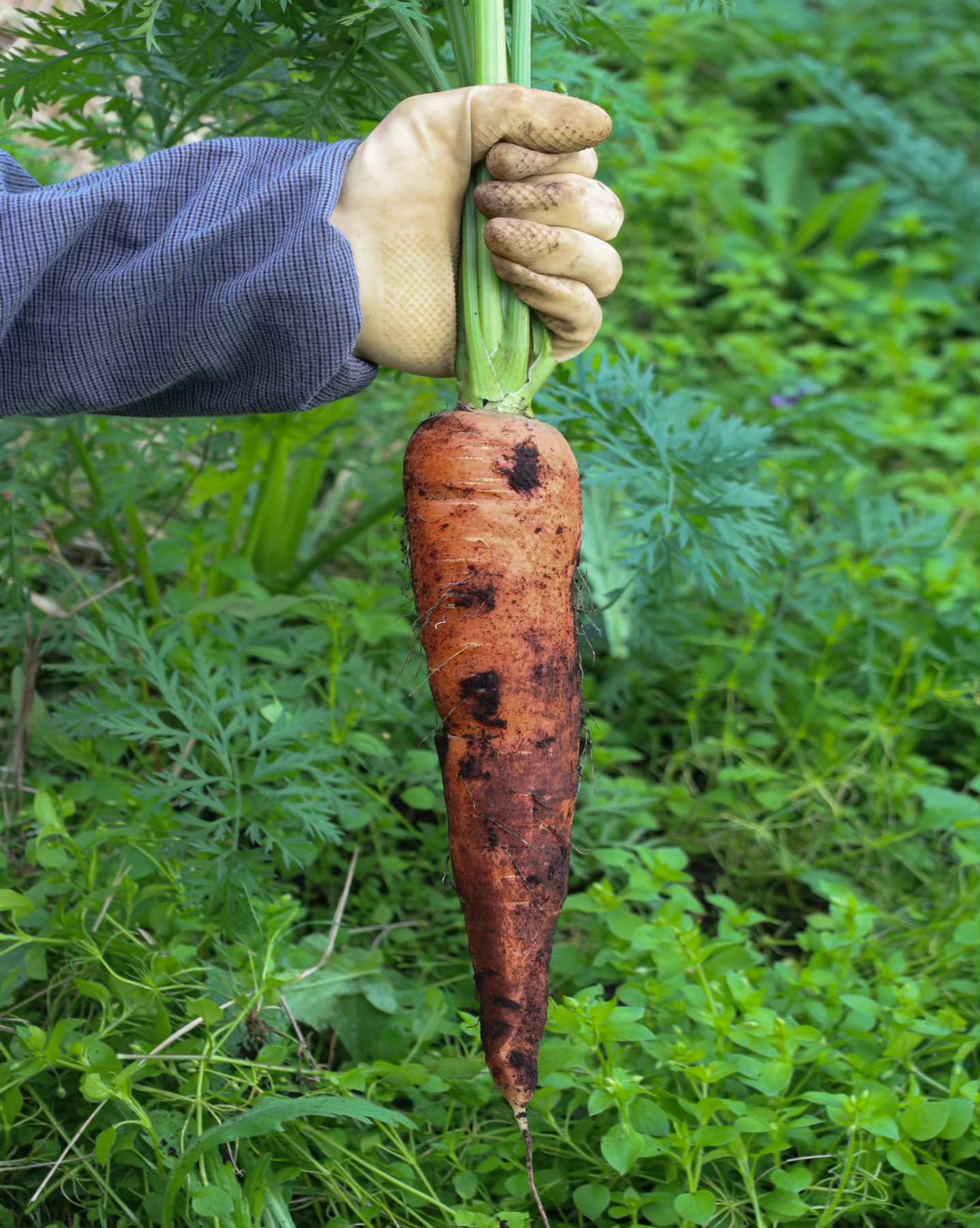 당근당근당근 당근🥕
당근의 계절이 돌아왔어요!

뽑은 당근 뒤로 보이는 무성한 잡초들은 무시해주세요... 손이 빠릿빠릿하지 않아  한 줄 잡초 메면 다른 곳은 또 잡초가 자라있더라구요ㅠ 잡초 지옥🔥

평일에는 귀농교육을 받고있어요👩🏻‍🌾 농사를 가르쳐주시는 선생님의 밭에서 직접 파종하고, 기른 당근이 곧 수확합니다.

크기도 제법 커졌고, 이제 당도가 올라가길 기다리고 있습니다🙂 다음주 중에 당근 수확 예정이에요~ 그래서 당근 예약을 받으려합니다📩

당근 예약은 스토리 혹은 프로필 링크의 구글폼에서 받고있습니다! 구글 폼이 어려우시거나 바쁘시다면, 직접 디엠 주세요📲

-

#구좌당근 #흙당근 #유기농당근 #구좌흙당근 #당근 #귀농 #청년농부 #베이비당근 #carrot #당근맛집 #🥕