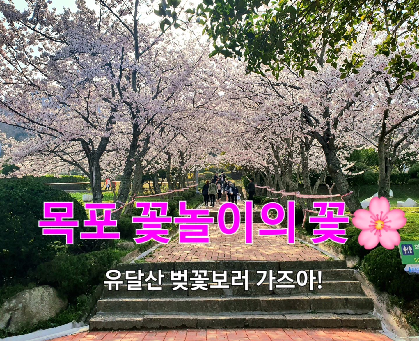 🌸유달산 봄축제🌸 정보와 3월 넷째주 벚꽃 개화 현황을 가져왔어용❤️
2024년 모두의 예상과는 다르게 늦추위가 찾아오면서 전국적으로 벚꽃 개화시기가 늦어졌어요ㅠ
하지만 꽃몽우리가 곧 만개할 예정이랍니다!
유달산 일대에 목련나무와 개나리는 이미 만개했답니다🌼

📍이번 주말 30-31일 [유달산 봄축제]를 기점으로 다음주는 벚꽃개화가 절정이 될 것 같으니 모두들 목포에서 꽃놀이 놓치지 말자구요❕️
📛유달산 봄축제 기간에는 유달산 도로 일대가 차량통제구역으로 바뀝니다. 임시 주차장 확인하시고, 도보로 이동해주세요.

#제8기_목포시_SNS_서포터즈 #SNS_서포터즈_미션 #목포 #목포시