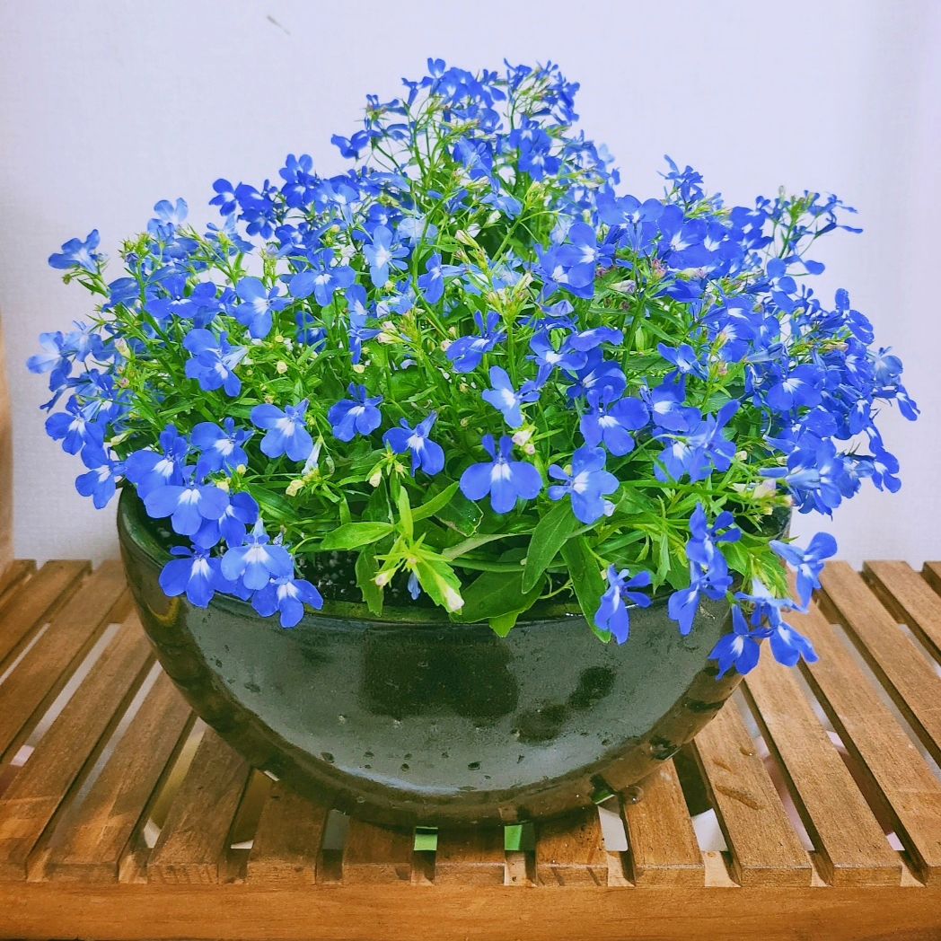#🦋
#로벨리아
파란 나비들이 가득 모인 듯
피어난 #로벨리아꽃