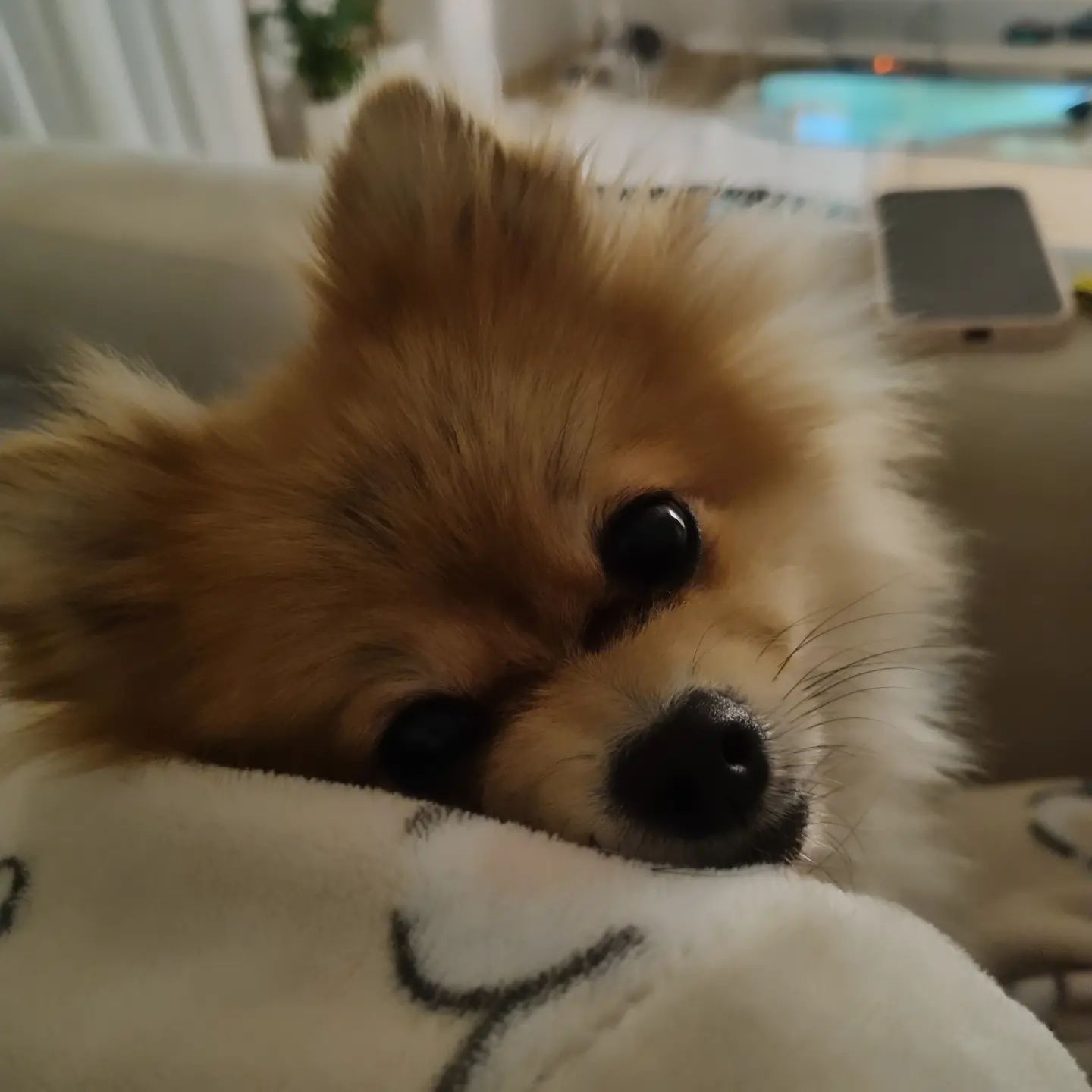 #댕스타그램 

굿모닝...🤗

매혹적인 눈빛이개🐶