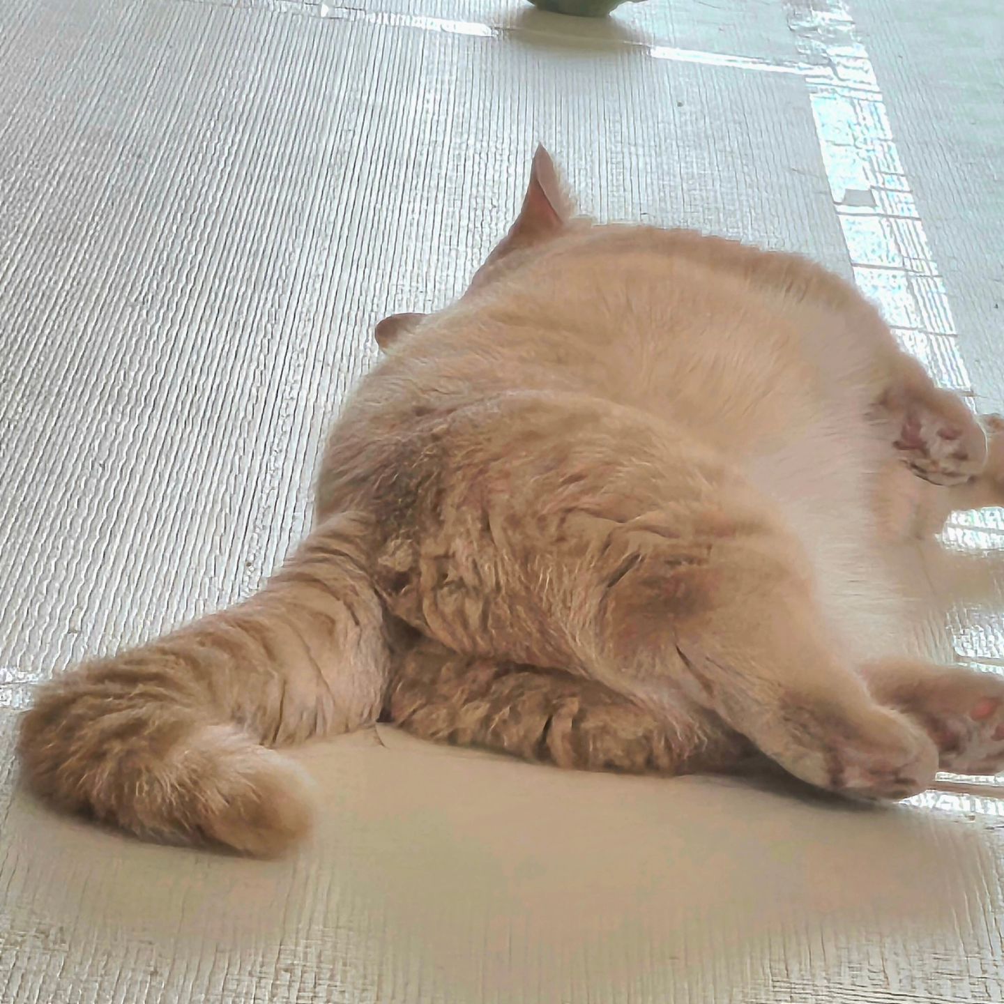 ⠀
요염한 빵댕이 💛🤭
.
.
.
.
.
#빵댕샷 #고양이 #요염해 #섹시냥 #미묘 #심술가득 #개냥이 #뚱냥이 #캣초딩 #유혹중 #짜리몽땅 #더워죽어 #냥스타그램 #cat #kitty #kitten #catlovers #냥팔맞팔 #집사맞팔 #먼치킨