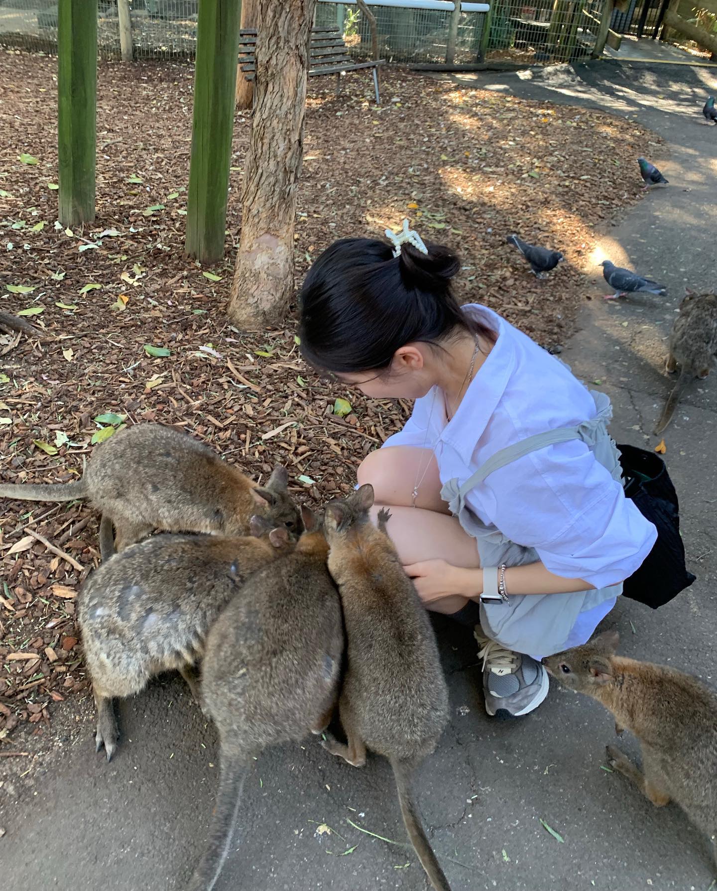 아기 캥거루 🦘