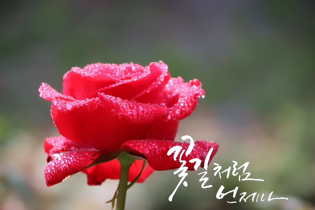 #지난사진업뎃📷
#장미
#물방울장미
#5월의장미의계절
#사진찍는여자🙎‍♀️
#출사가고파📷
#사진기록중
#캐논카메라📷
#캐논이미지스토밍
#rosè