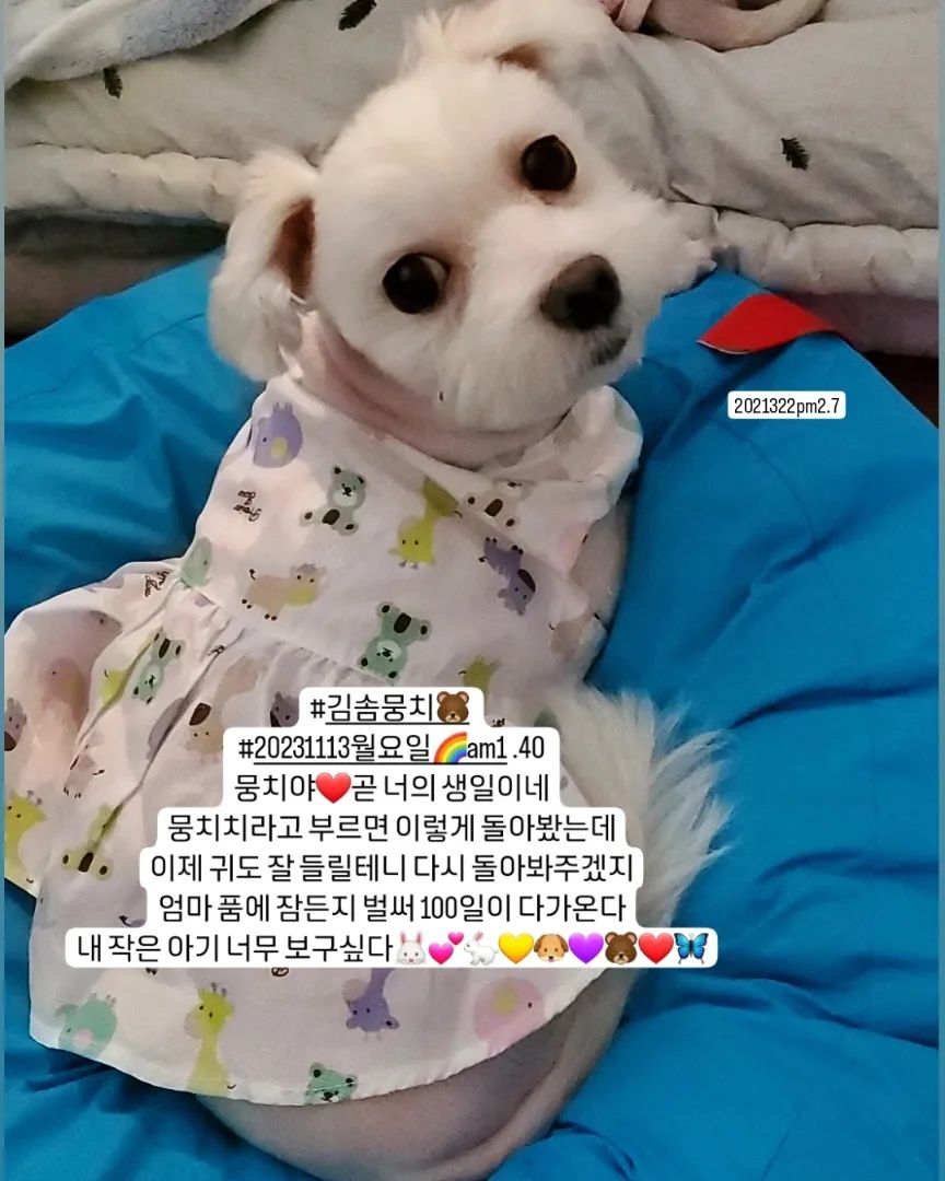 ❤🦋내아가 #김솜뭉치🐻
2024.2.7pm3.5 🐰💕💛🐶💜🐻❤🦋