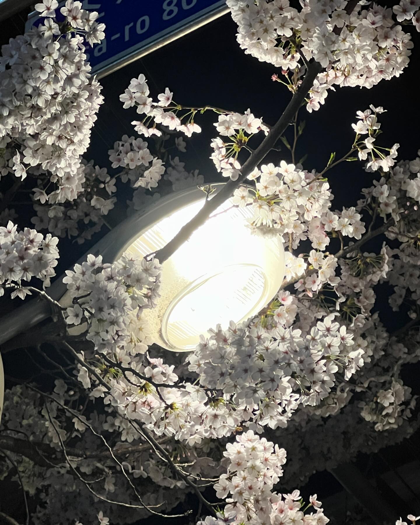 벚꽃폈길래 그냥저냥 셀카나 찍어봤어