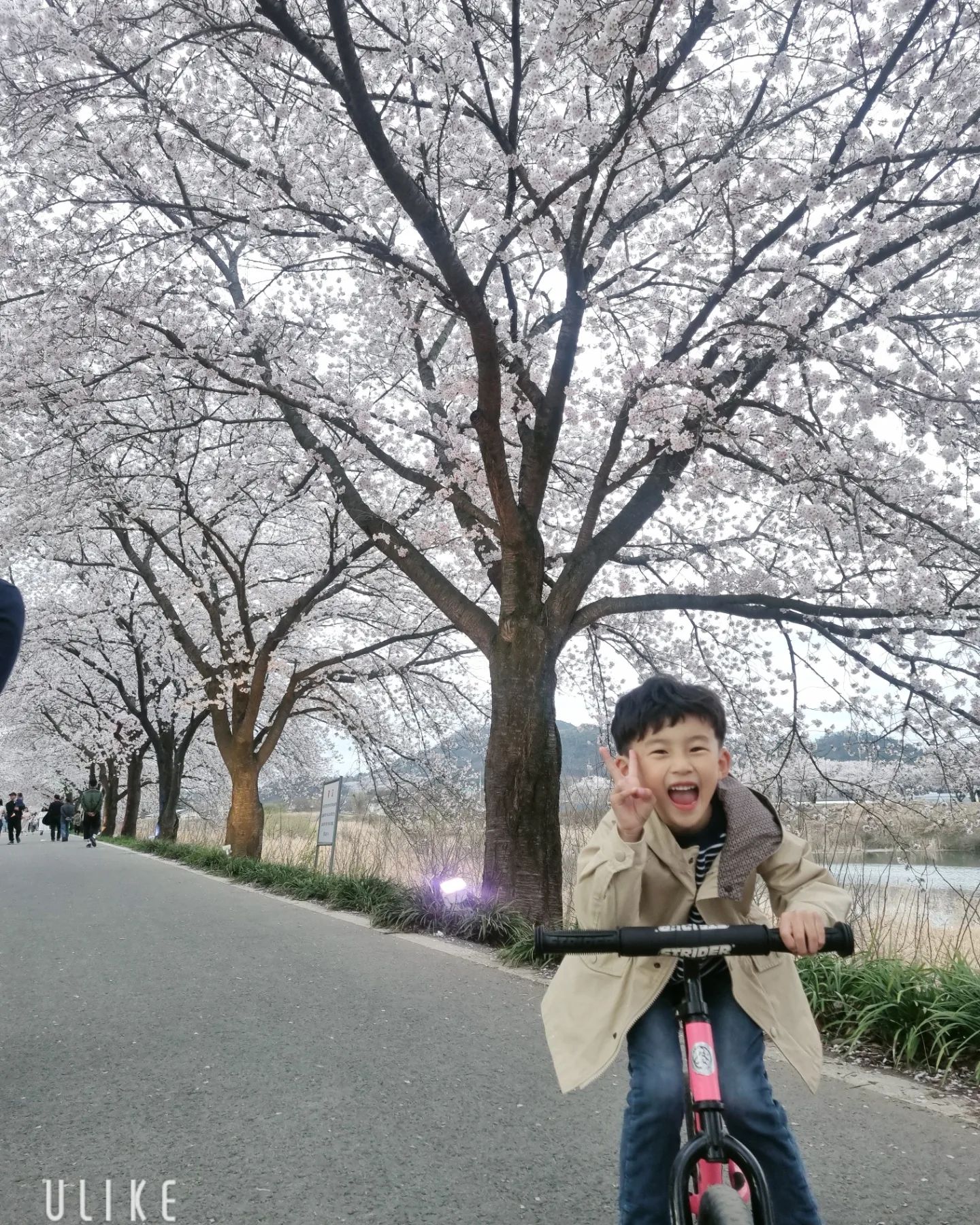 내일 비온다고 집 앞 벚꽃 명소 🌼 
잠이 많이 오는 아들 쌍커플이 더 짙어짐
올해 벚꽃구경 다했네 ☺️☺️
.
.
#달창지 #달성군벚꽃 #달창지벚꽃 
ll_deokwon_ll