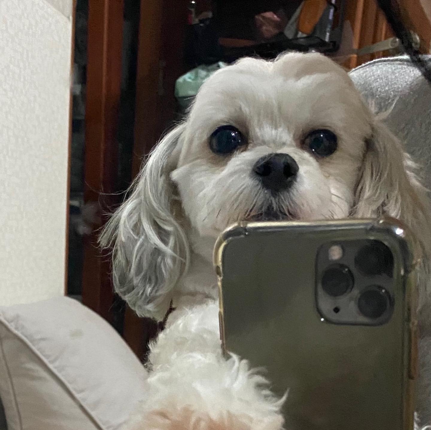 셀카🐶💛