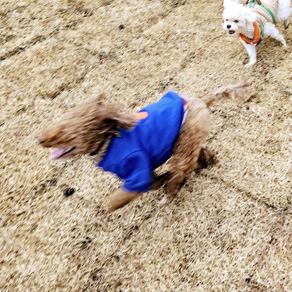 가평 신상 애카 디그르르 d._.grr 에서 빡세게 놀은 날.
하루종일 뛰어다닌 쪼랭이는 지금 기절ㅋㅋㅋ

#강아지주말 #가평애견카페 #디그르르