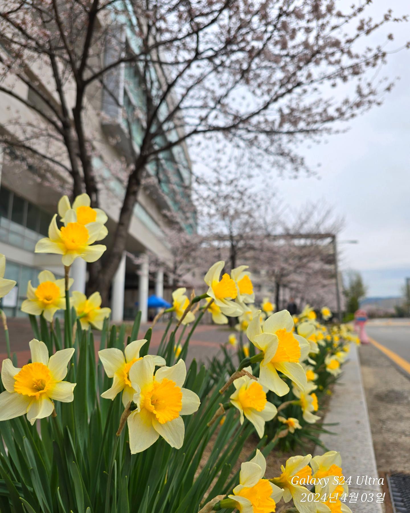 2024.04.03
비오는 오전이지만 산책삼아 호수 한바퀴 돌아봄.
날씨가 맑앗다면 더 좋앗을 텐데.
학식이 먹고싶네..
#일기#일상#산책#건국대학교#자목련#서울벚꽃