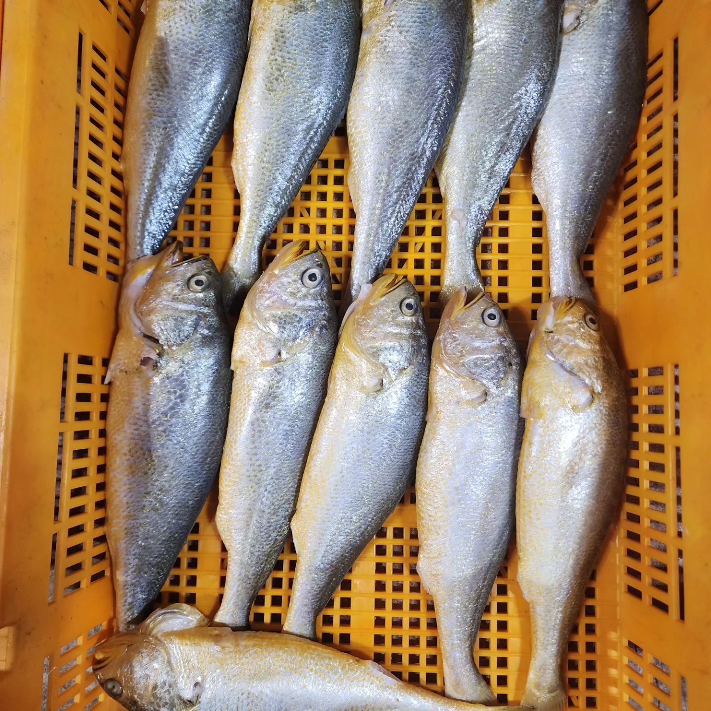완도 밥 도둑 조기 2마리 1팩 진공포장 9900원

간 다 되어 있어 포장뜯고 굽기만 하면 끝
곱창김과 함께 재구매율이 가장 높은 아이에요.  한팩 구우면 한끼가 거뜬합니다:)

2마리 9900원! 징하게 쌉니다!
#완도산#조기#밥반찬그램😁